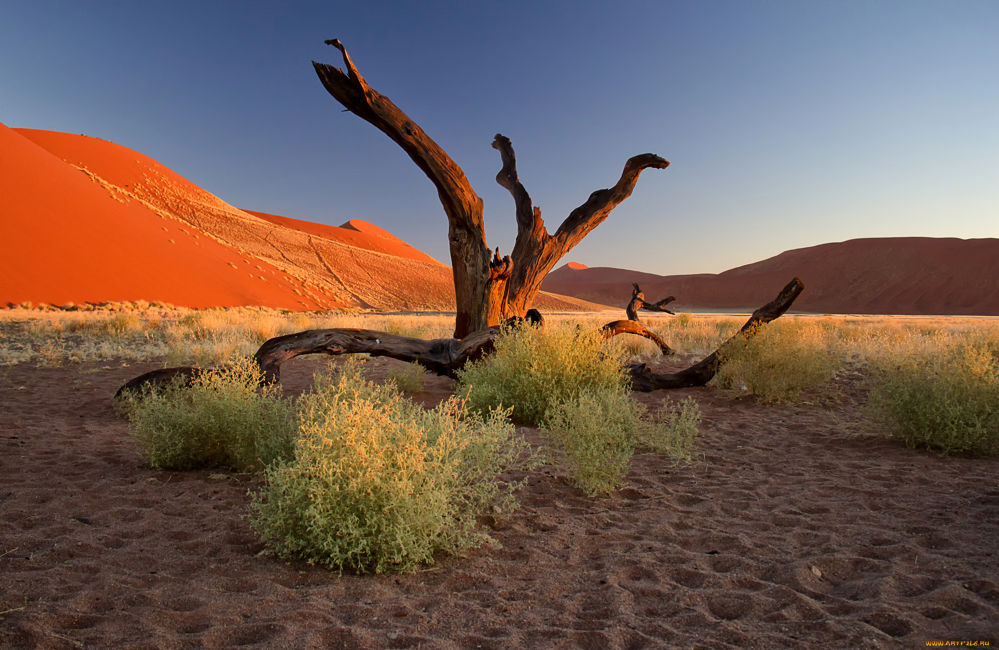 природа, пустыни, намибия, африка, пустыня, намиб, закат, кусты, бархан, песок, дерево