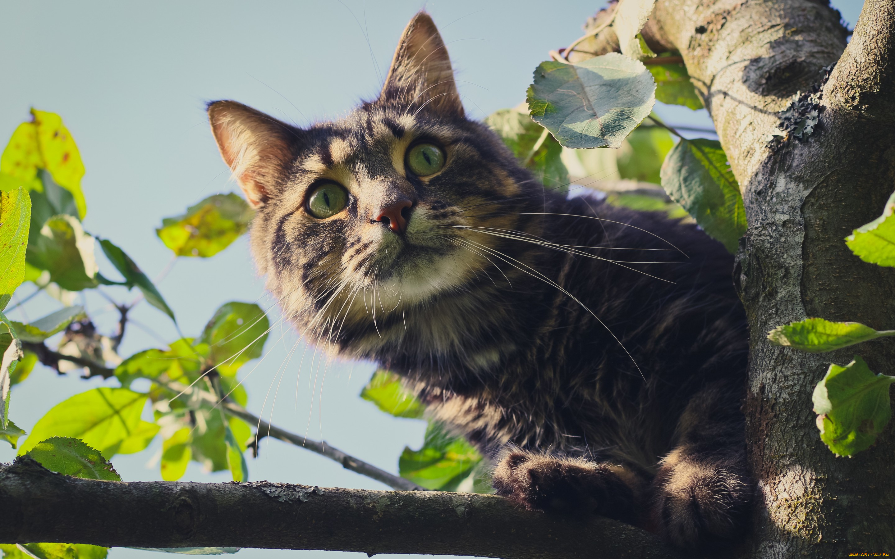 животные, коты, киса, кошка, глаза, взгляд, дерево