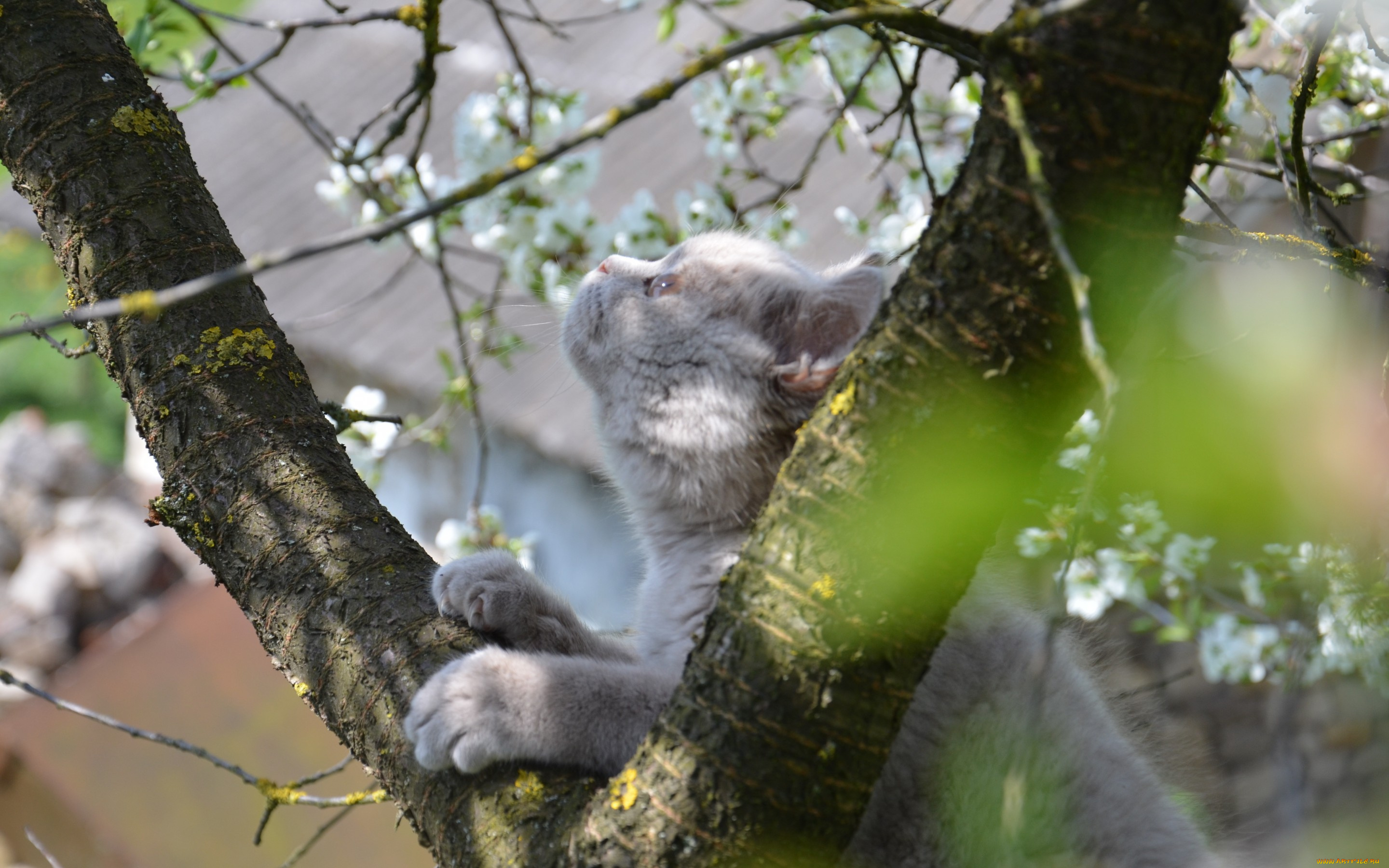 животные, коты, кот, дерево, шотландец, любопытство, весна