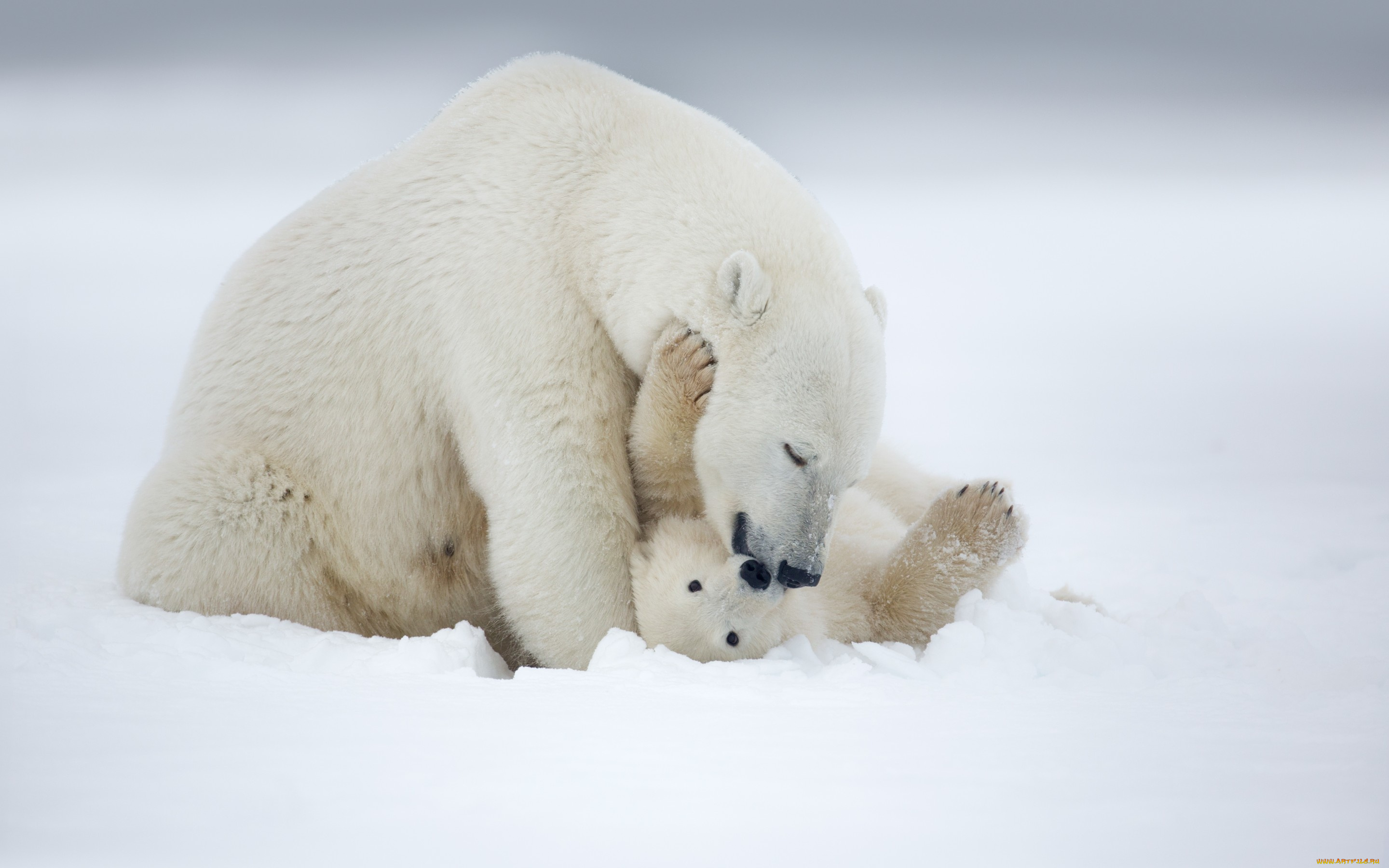 животные, медведи, белые, arctic, alaska, polar, bear