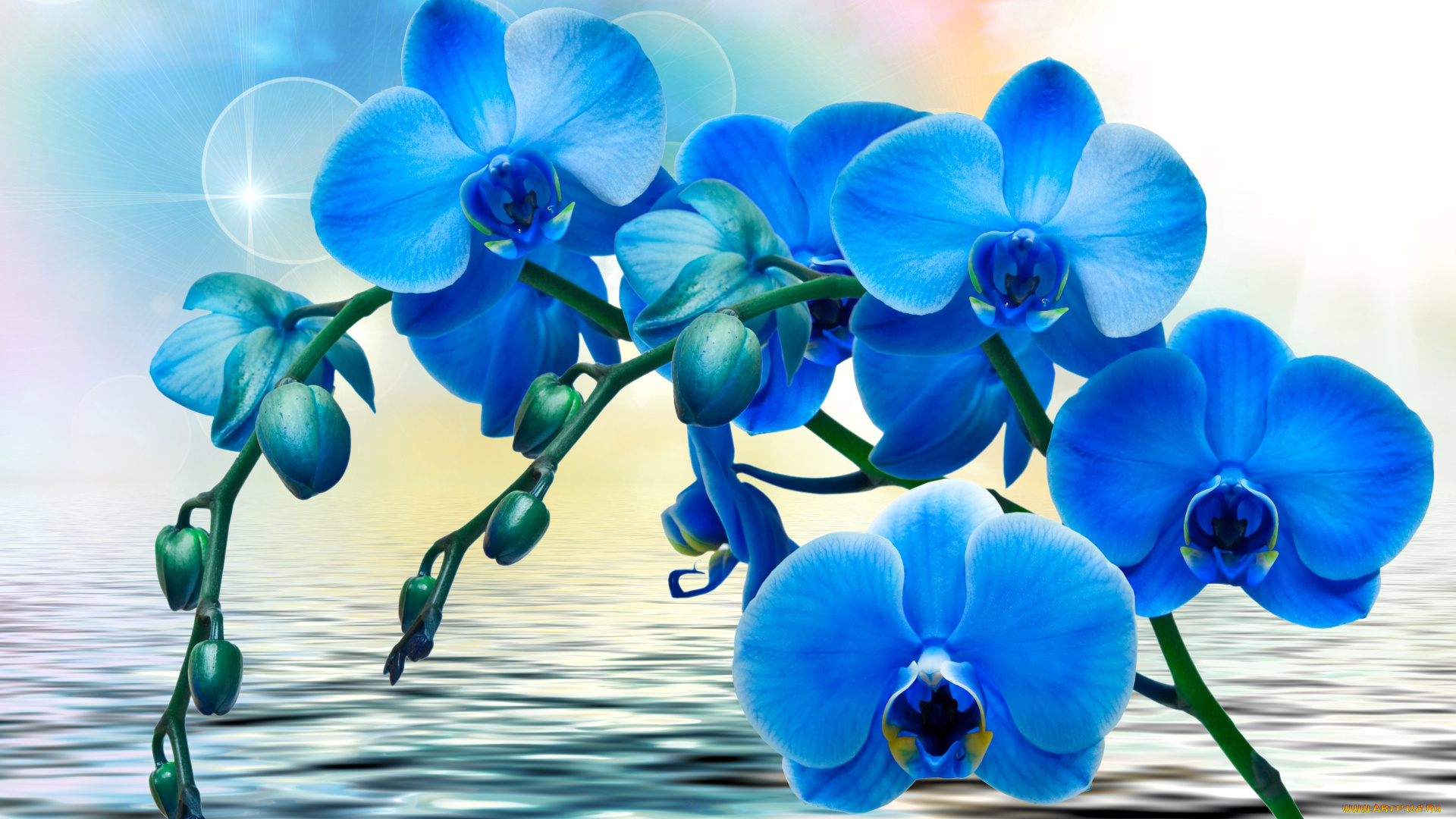 цветы, орхидеи, синие, вода, фон, блики