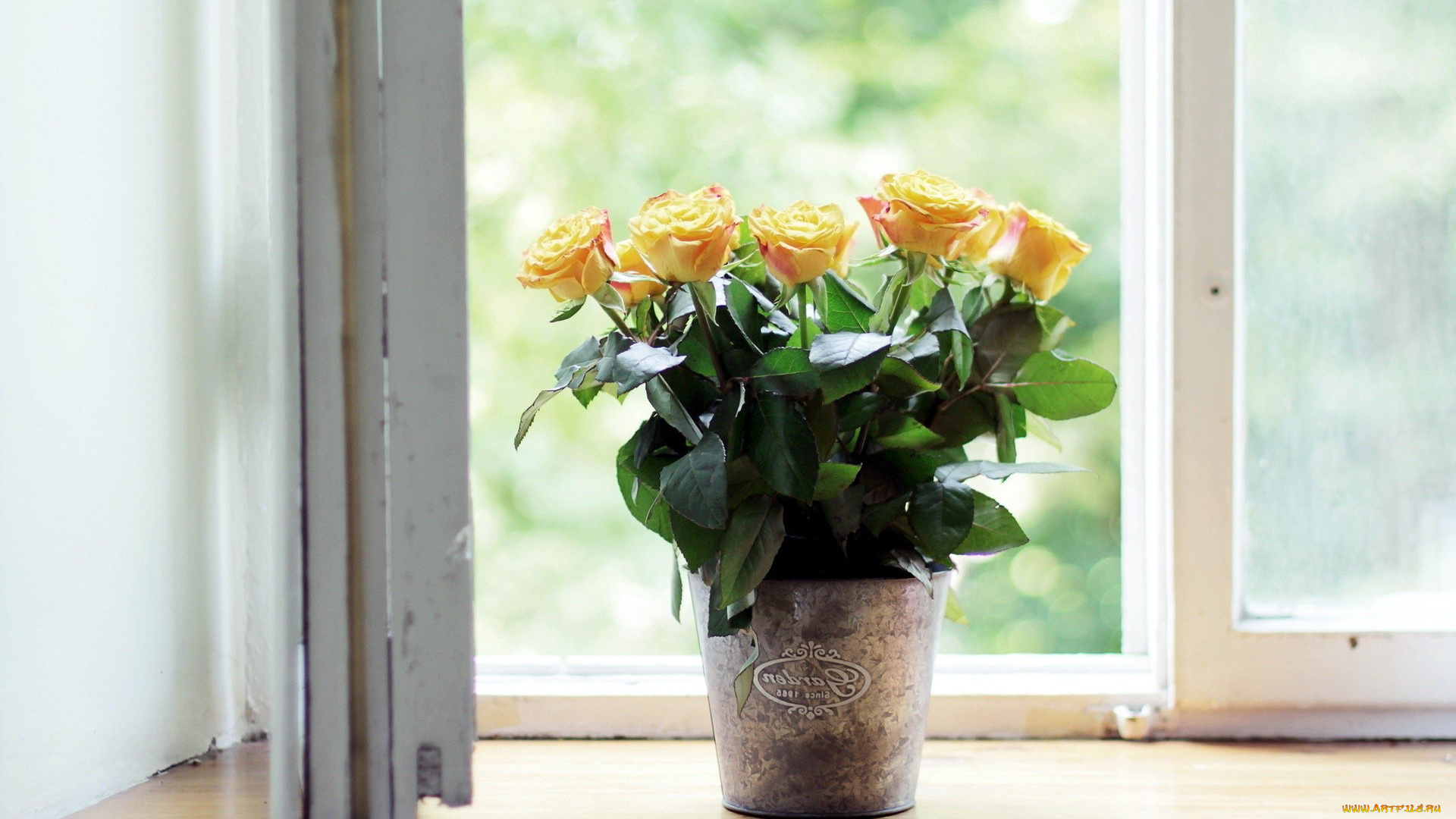 цветы, розы, вазон, окно