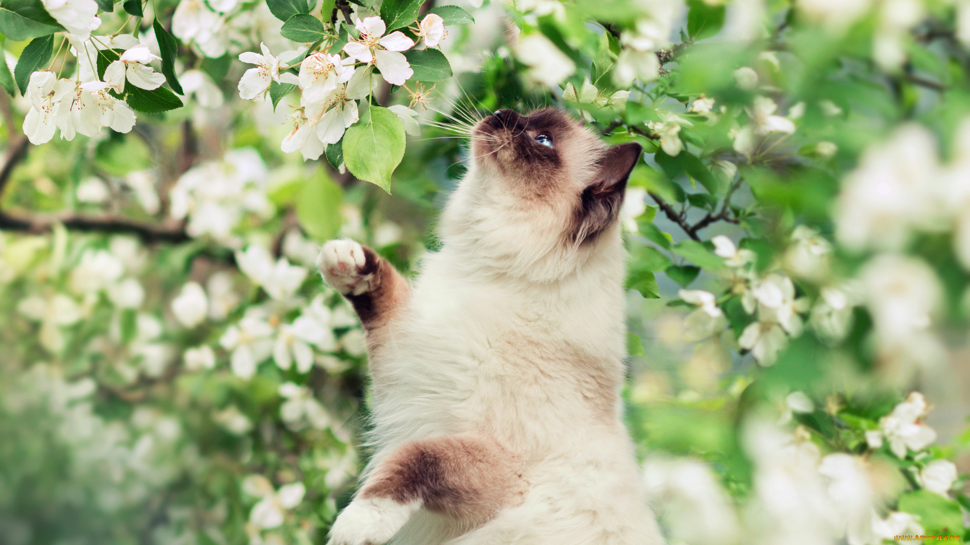 животные, коты, весна, кот
