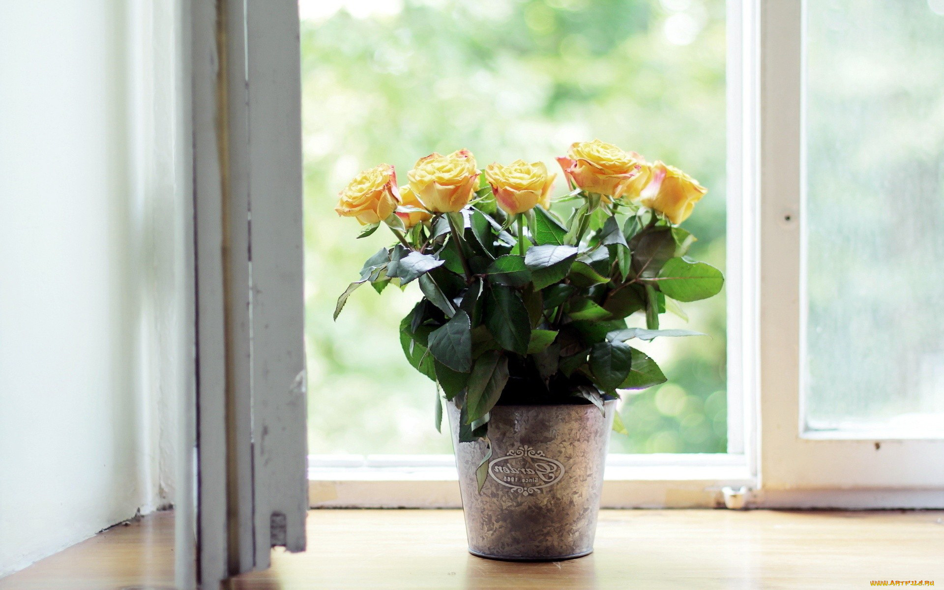 цветы, розы, вазон, окно