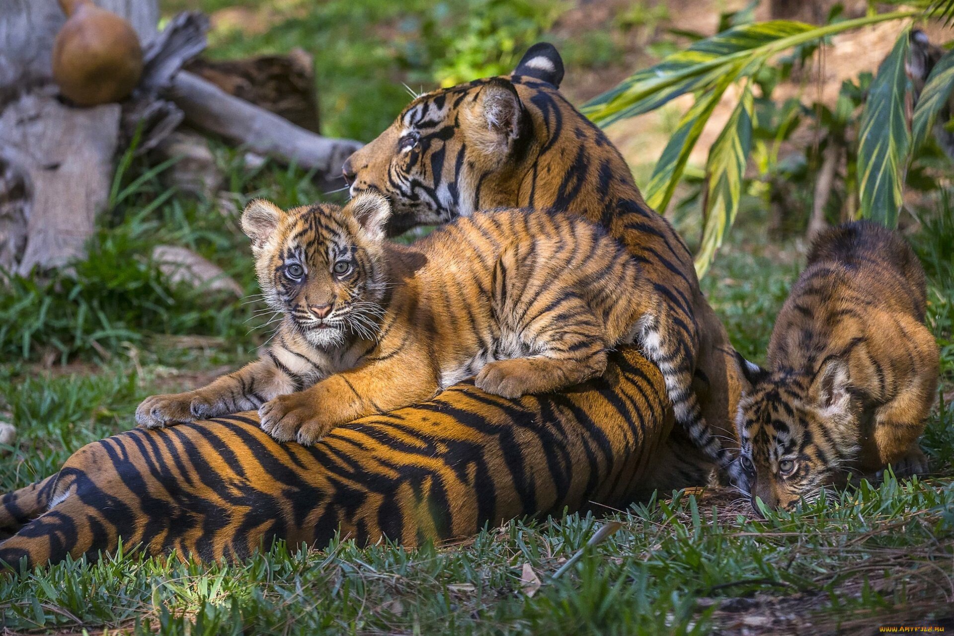 животные, тигры, тигрята, материнство, детёныши, тигрица
