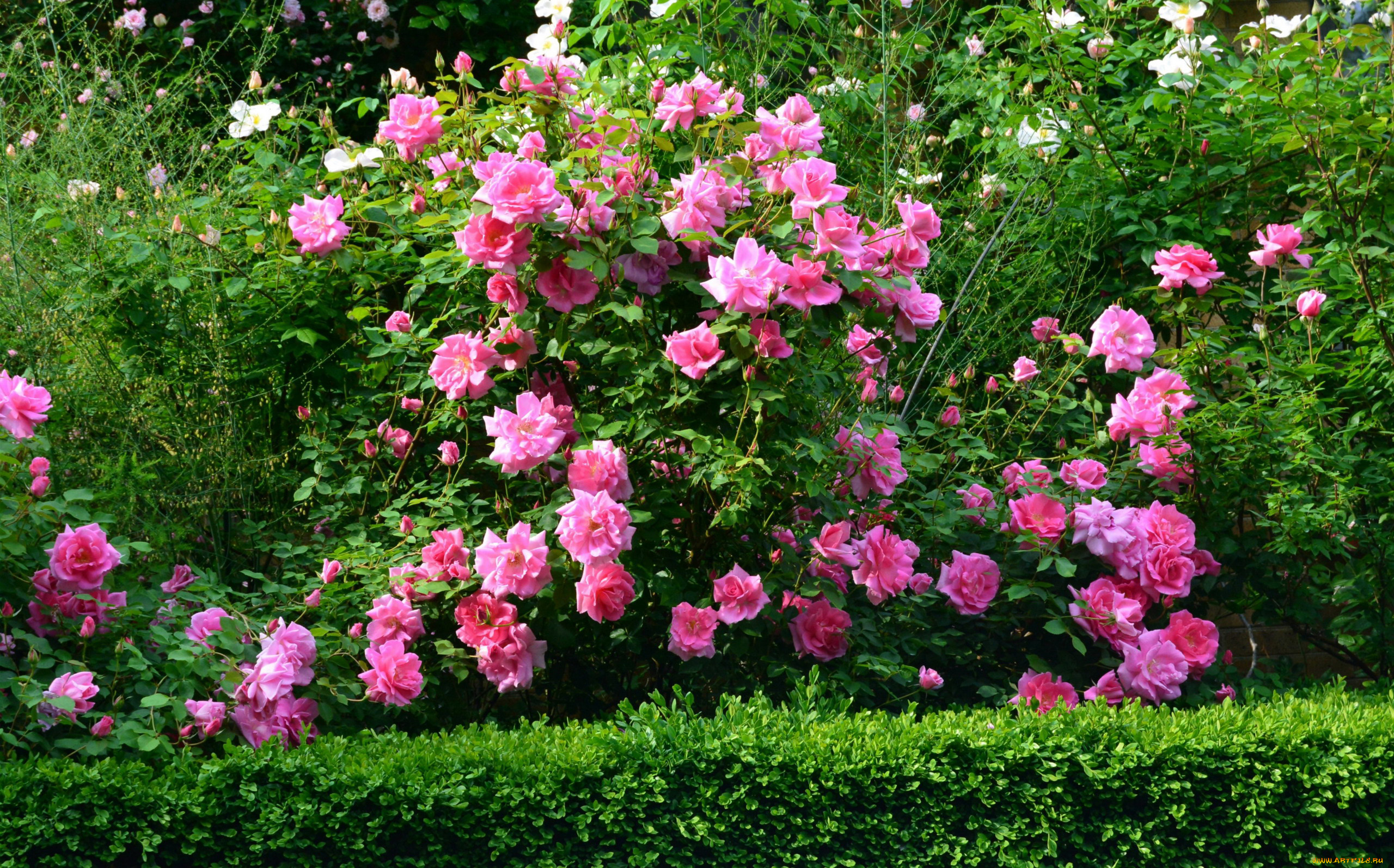 цветы, розы, куст, розовый