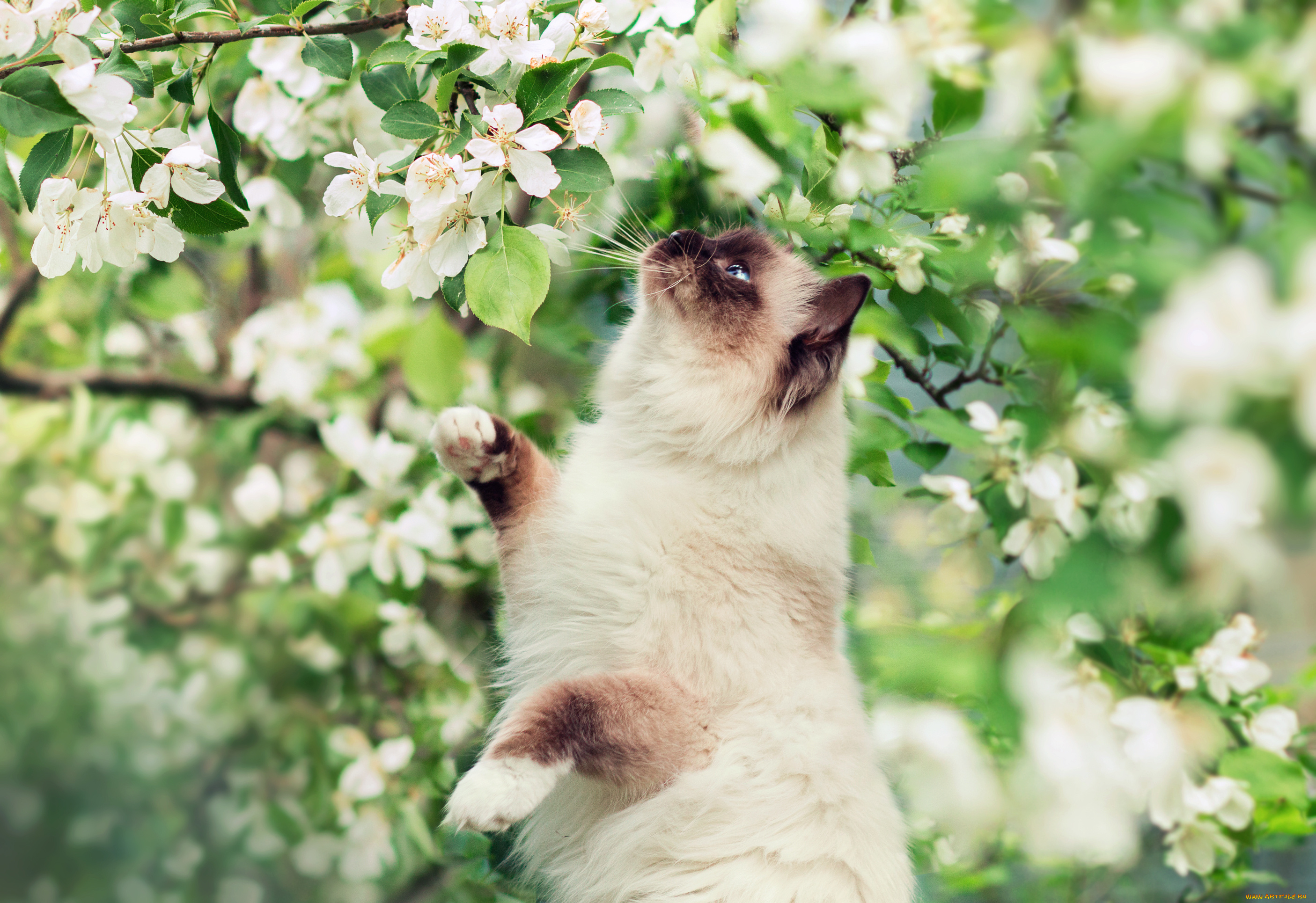 животные, коты, весна, кот