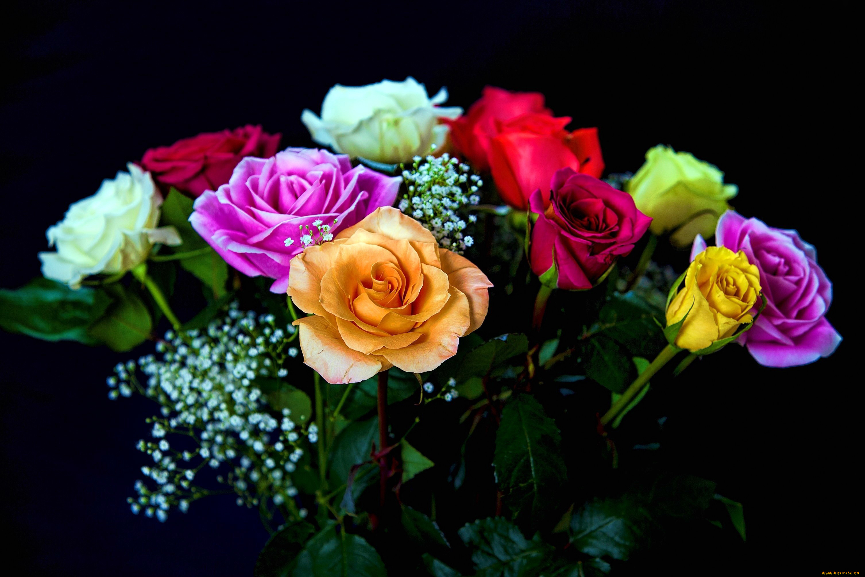 Https mycdn me image. Яркие розы. Красивый букет разных цветов. Цветные розы. Яркие цветы на черном фоне.