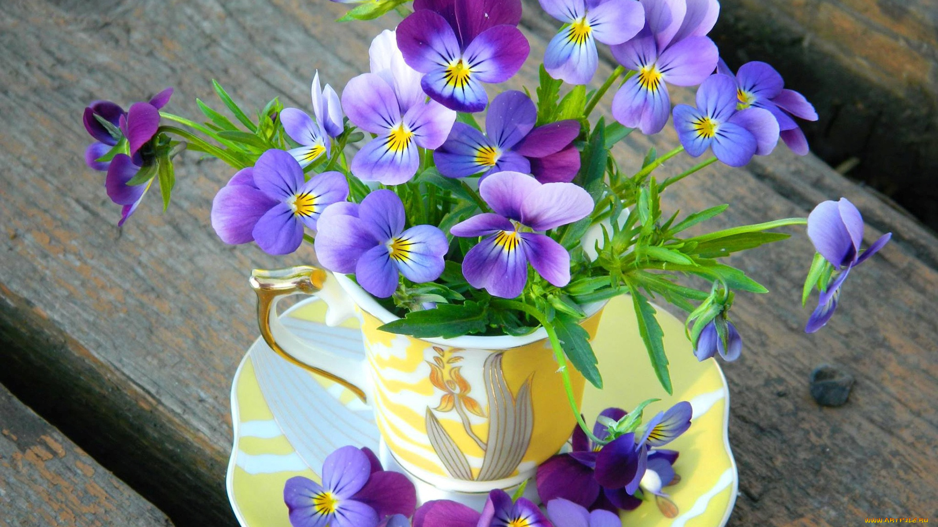 цветы, анютины, глазки, , садовые, фиалки, flowers, лепестки, cup, чашка, violet, анютины, глазки