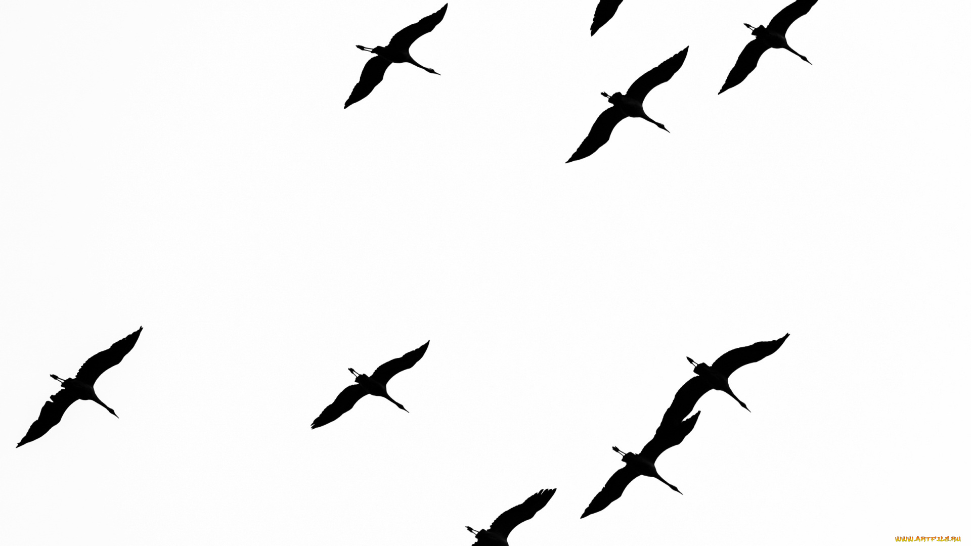 рисованное, минимализм, птицы, свобода, полёт