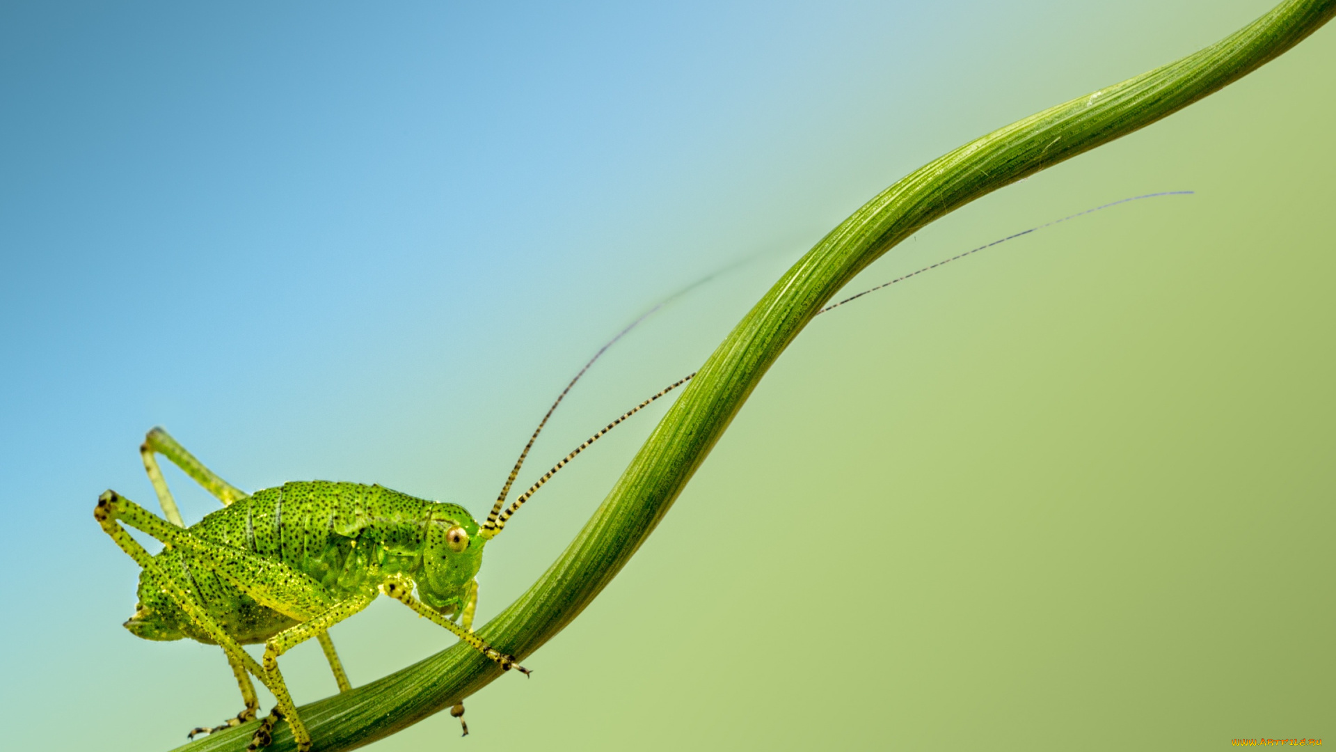 животные, кузнечики, , саранча, cricket, insect, branch