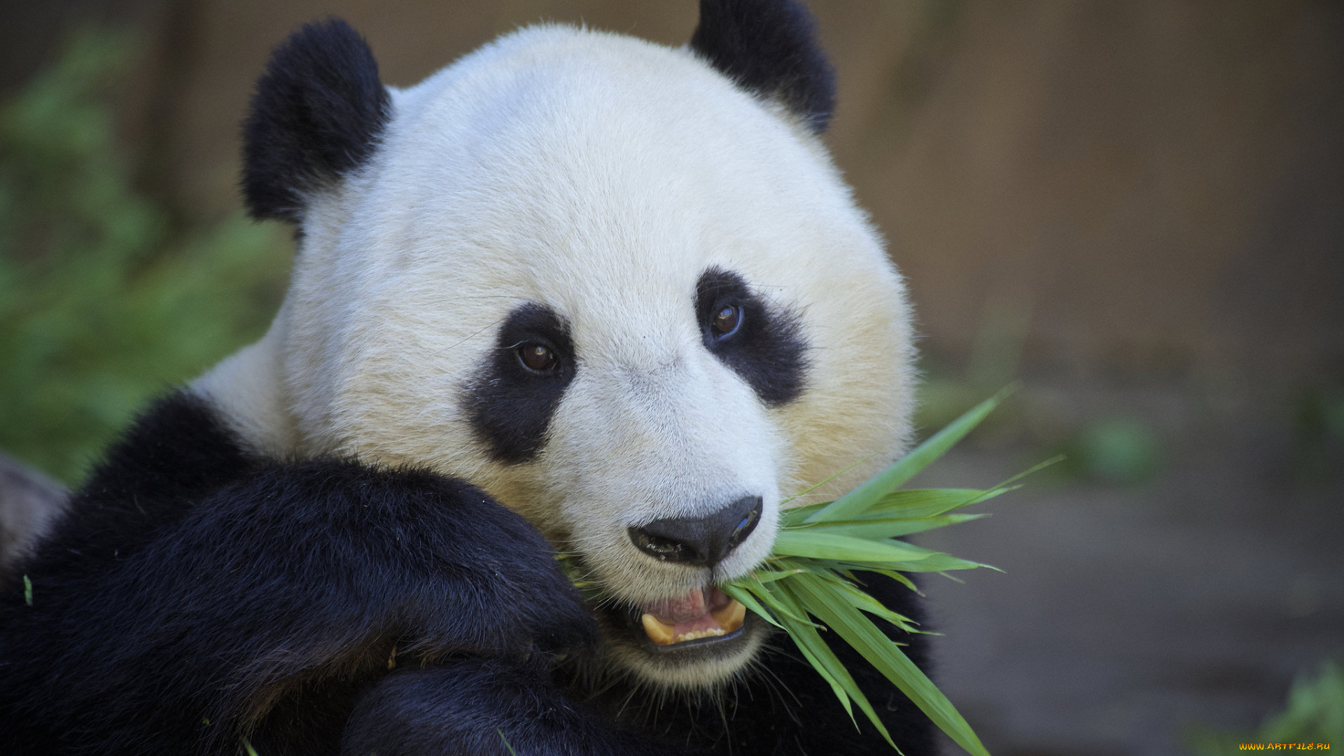 животные, панды, панда, мишка, бамбук, еда