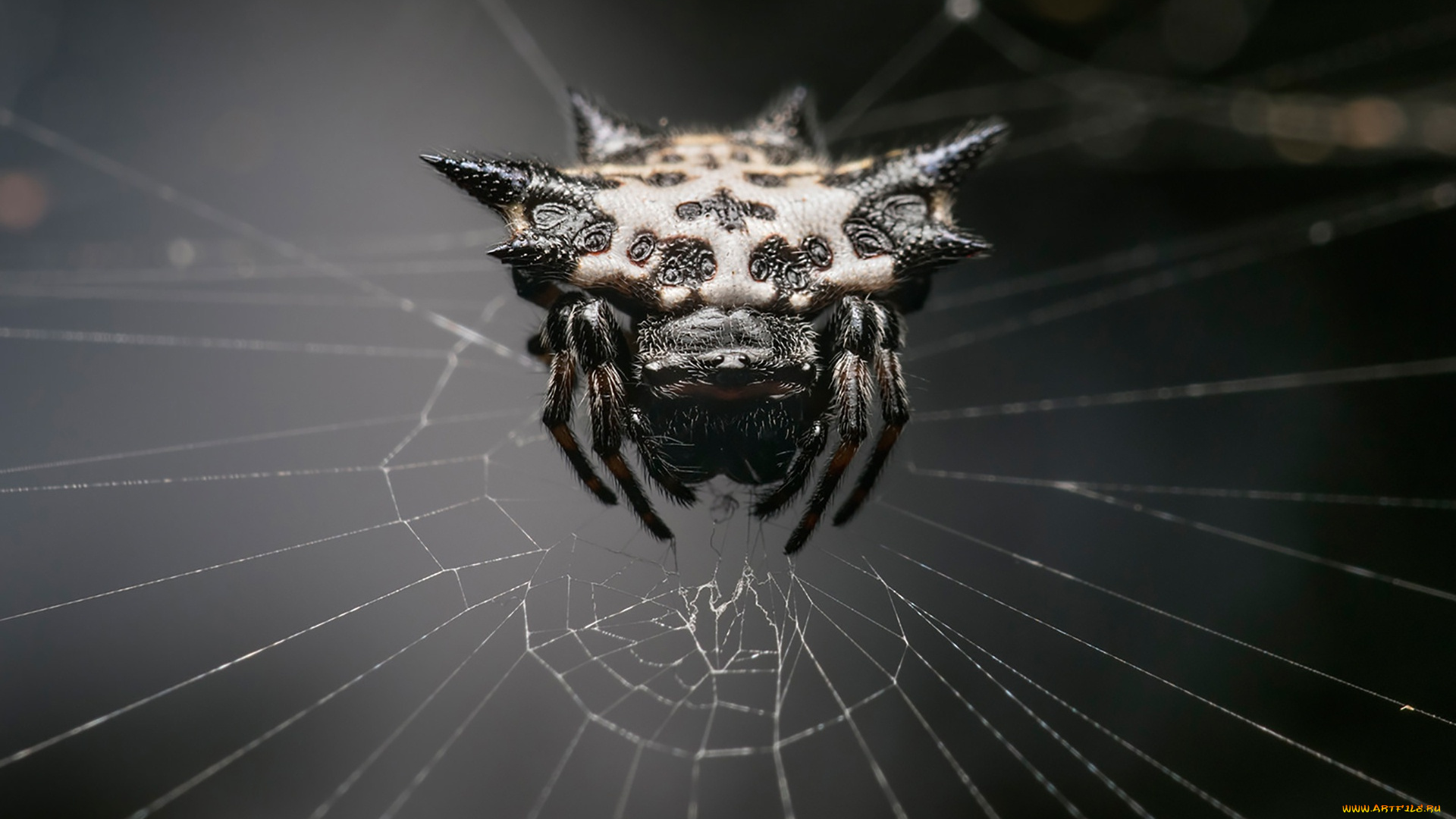 животные, пауки, web, spider, monster, arachnid