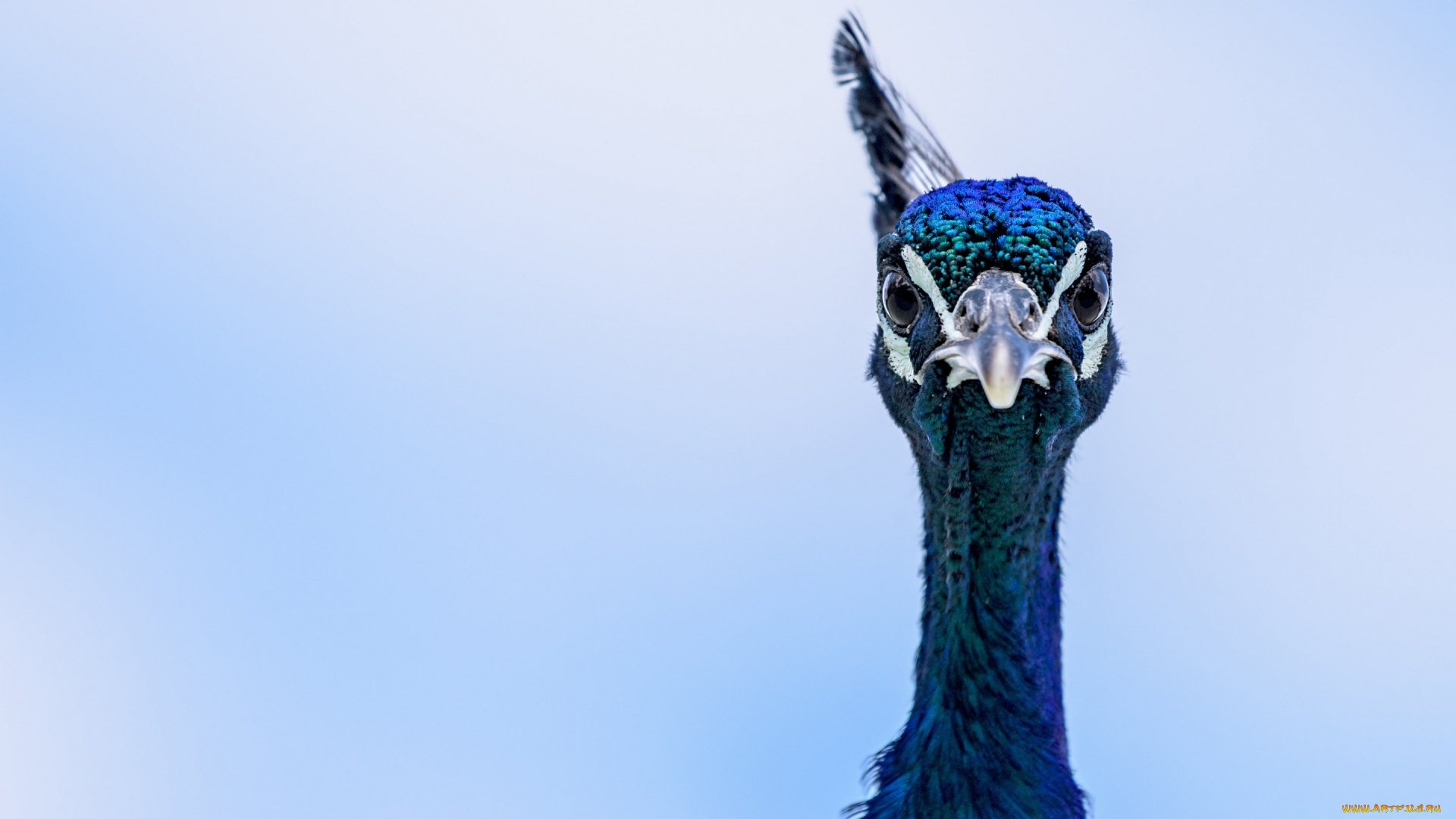 животные, павлины, eyes, peacock, blue