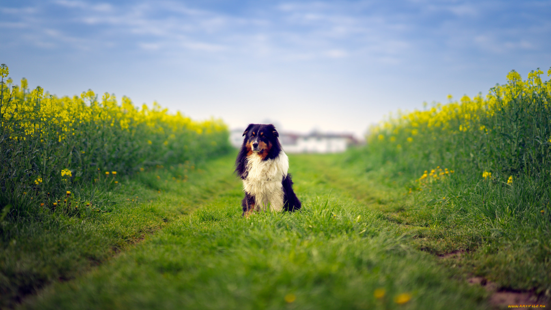 животные, собаки, farm, way, field, australian, shepherd, dog