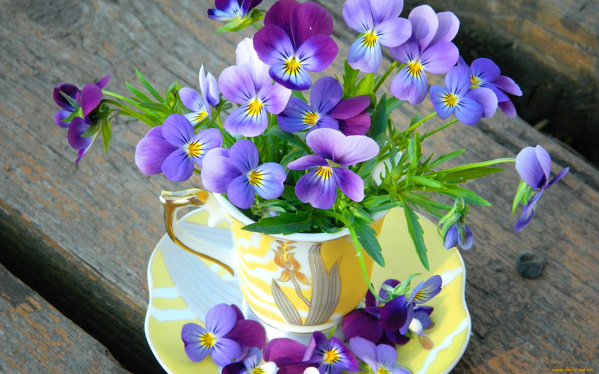 цветы, анютины, глазки, , садовые, фиалки, flowers, лепестки, cup, чашка, violet, анютины, глазки