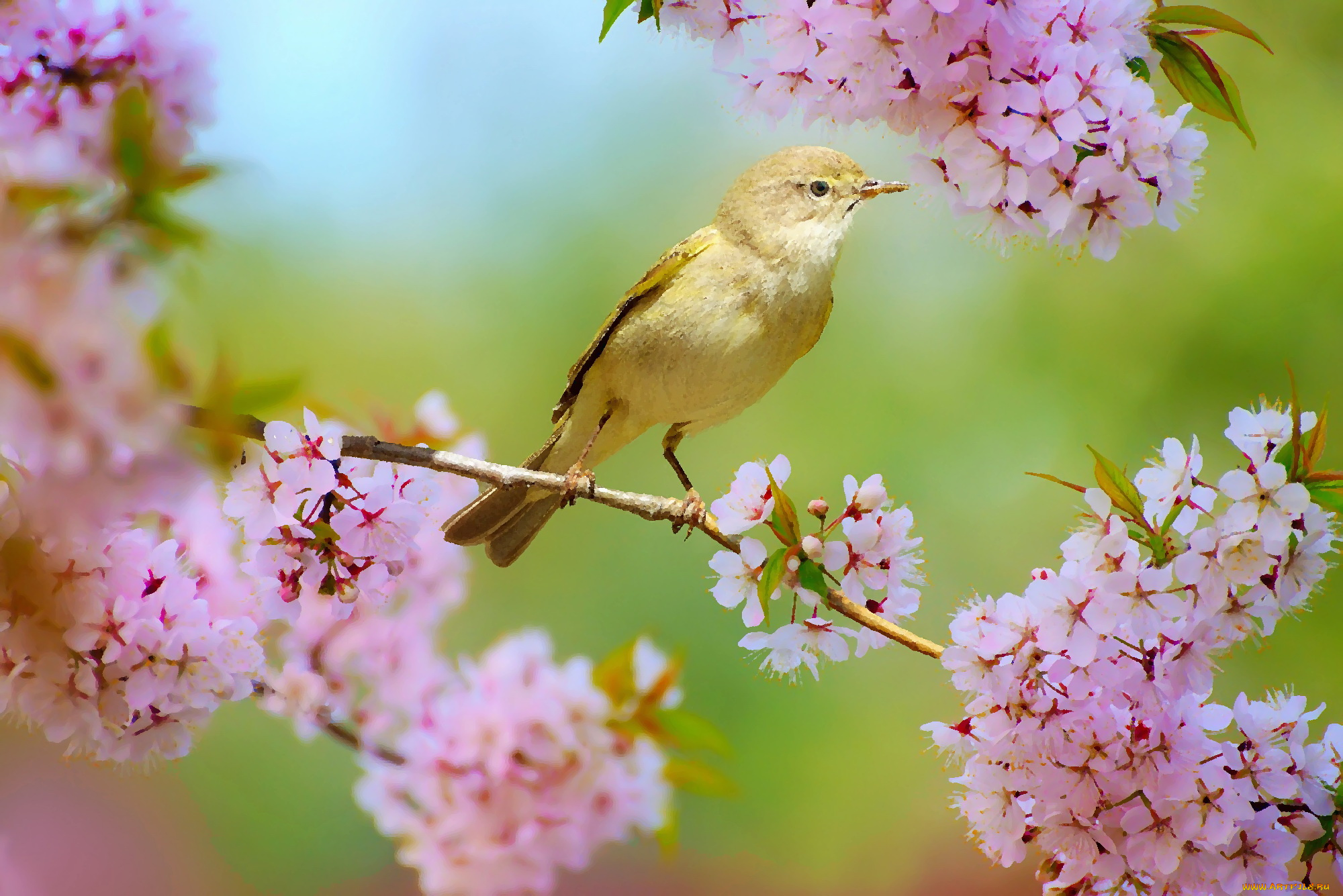 Звонкая птичья трель зазвучала в саду. Пеночка-весничка пение. Птица в цветущем саду. Птица на цветущей ветке.
