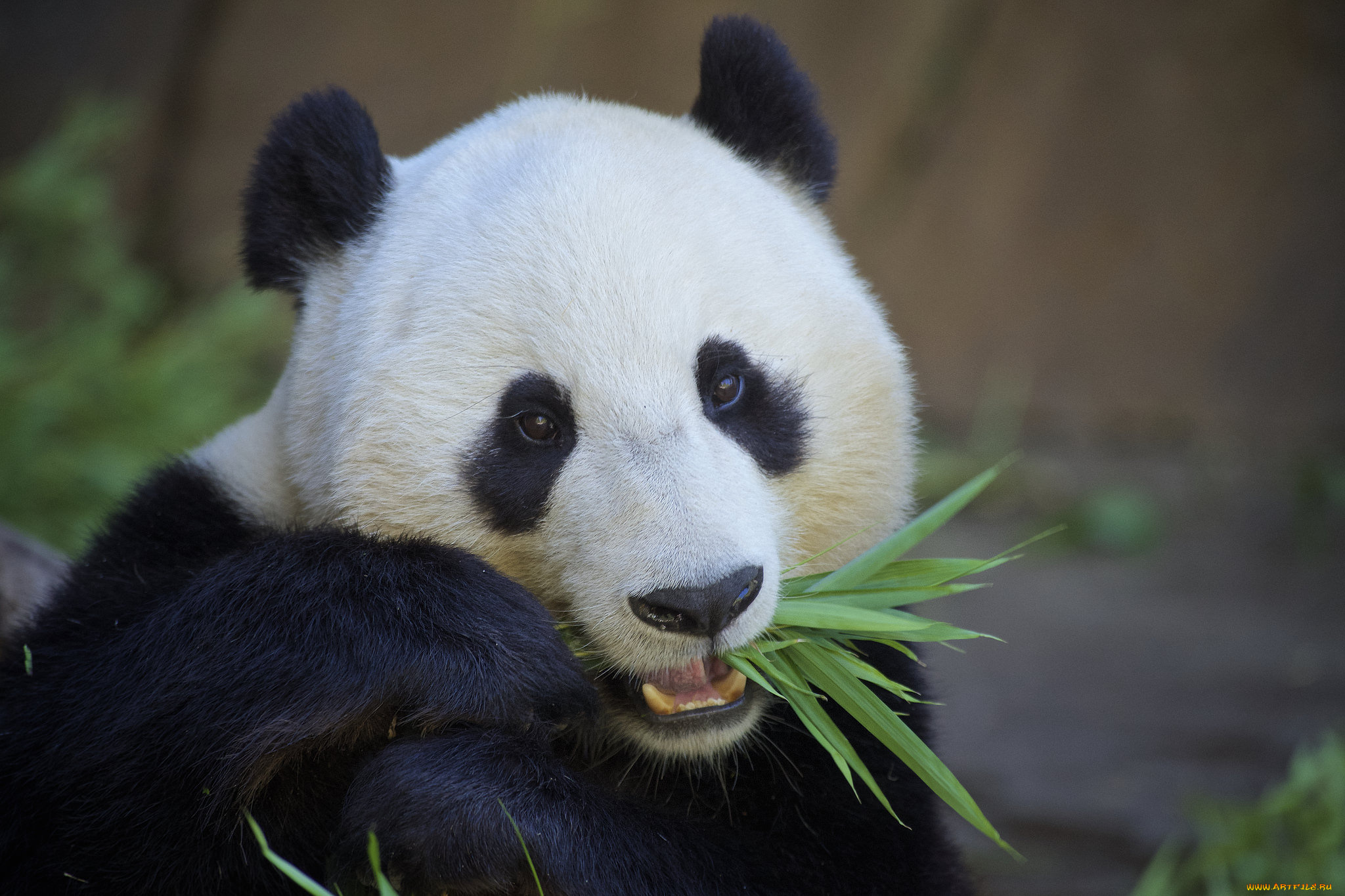 животные, панды, панда, мишка, бамбук, еда