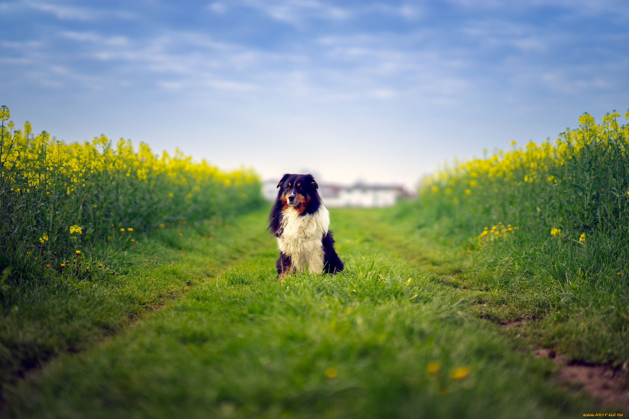 животные, собаки, farm, way, field, australian, shepherd, dog