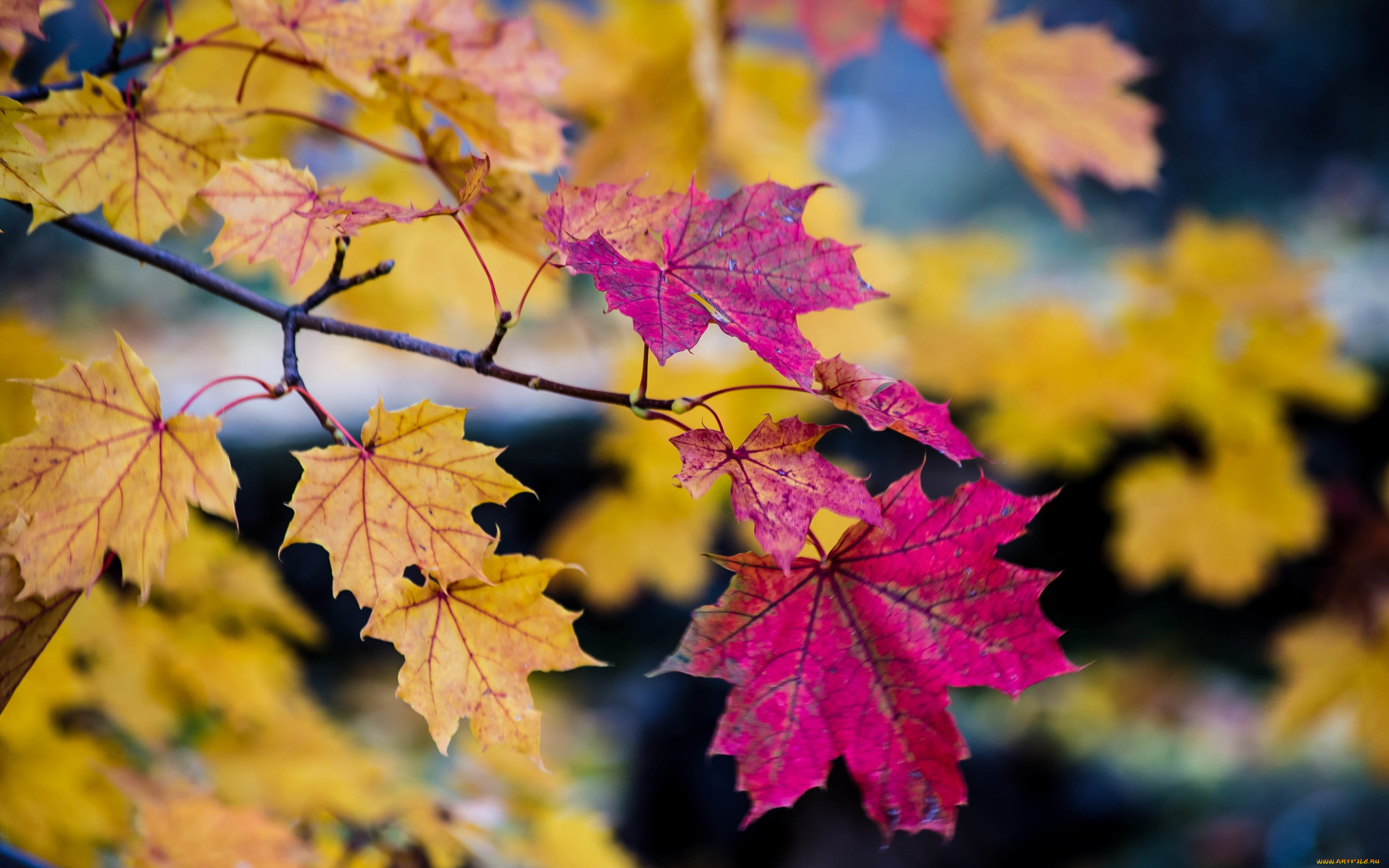 природа, листья, ветки, дерево, осень, боке