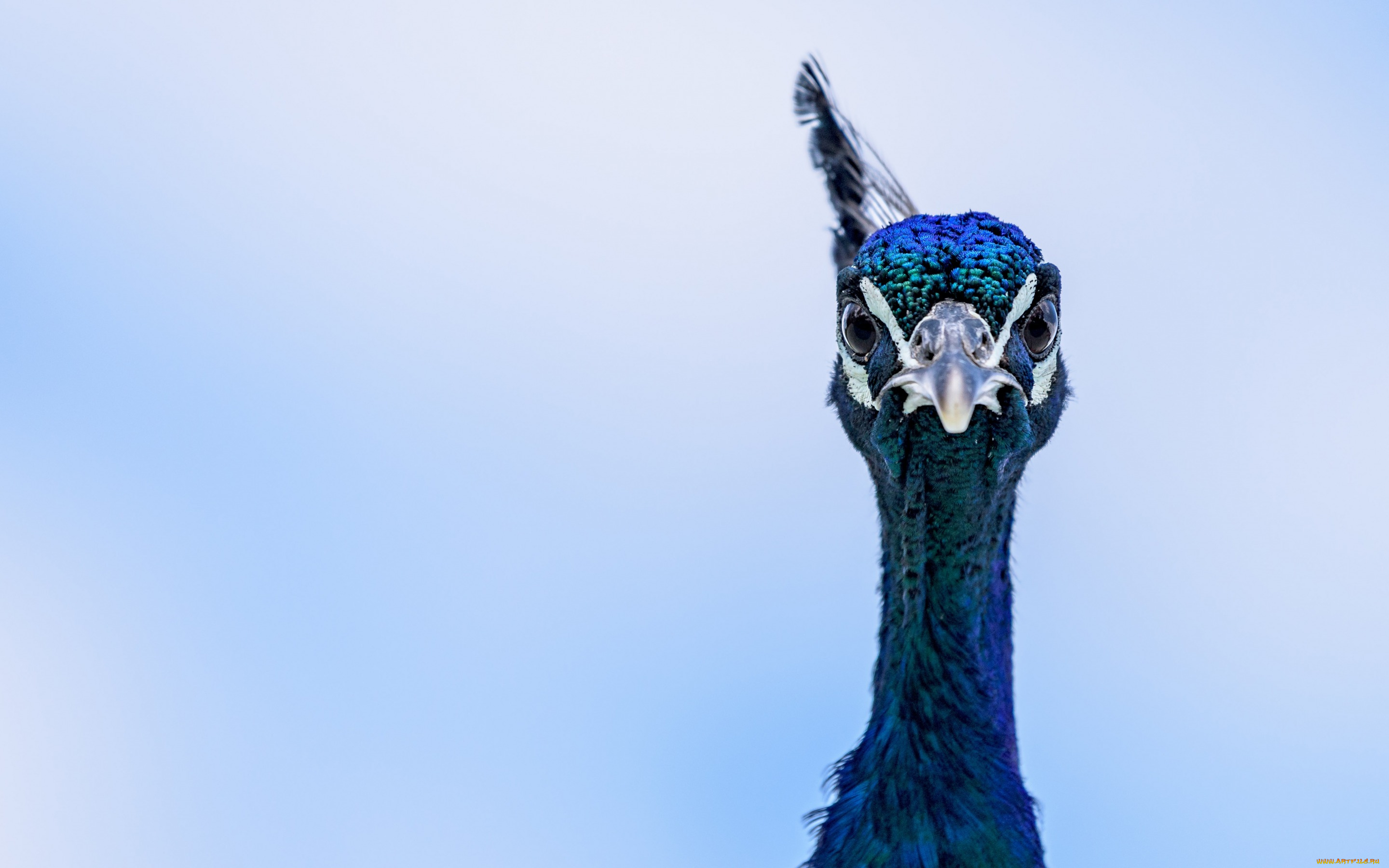 животные, павлины, eyes, peacock, blue