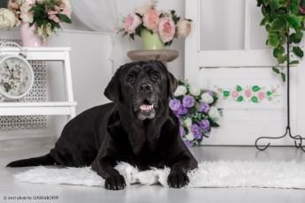 Картинка животные собаки цветы мебель собака комната