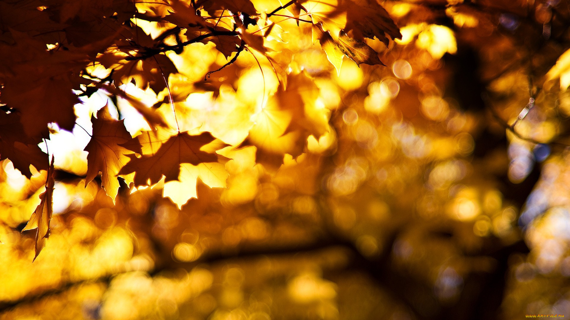 природа, деревья, осень, листья, клены