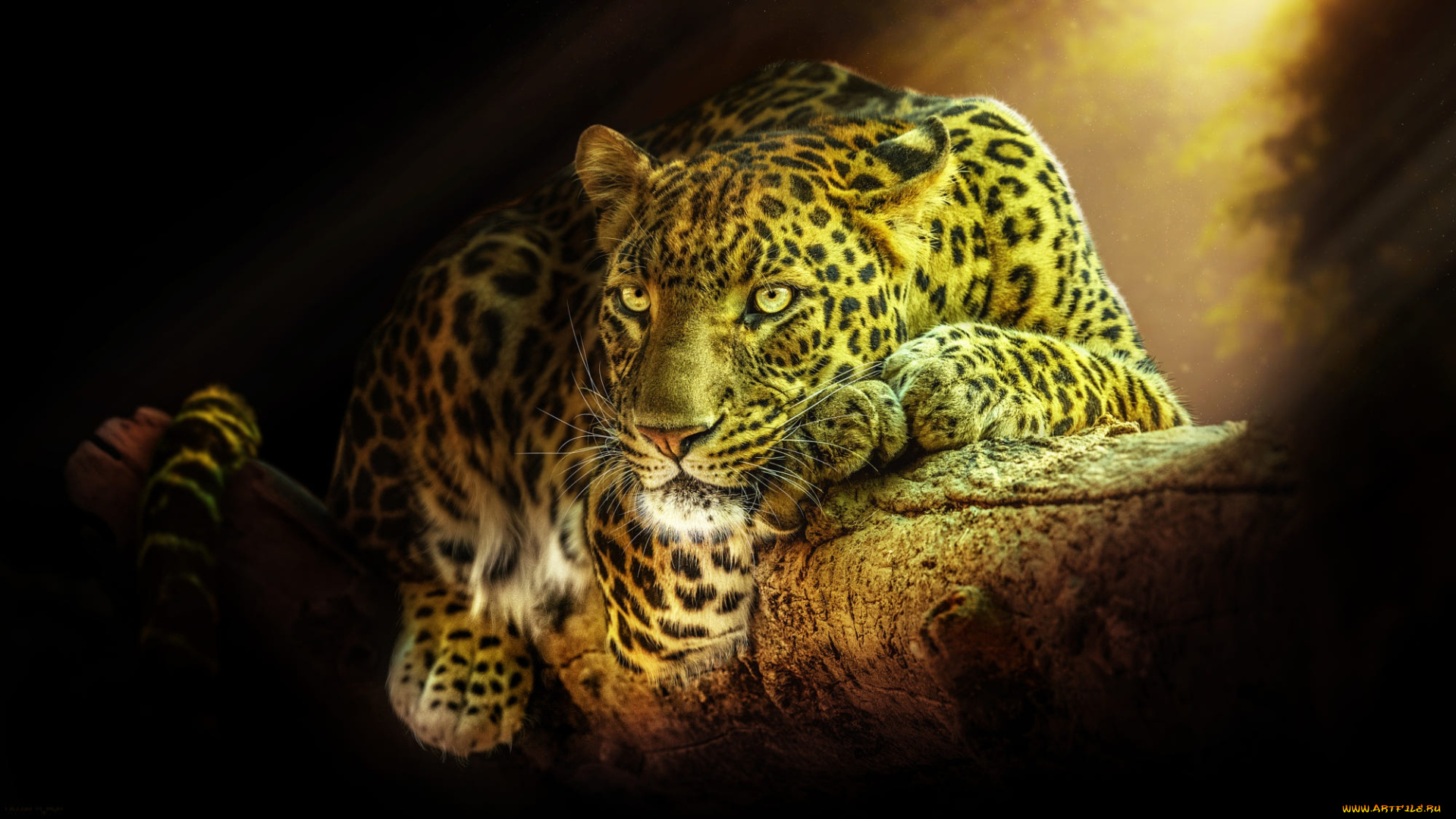 животные, леопарды, природа, дерево, животное, хищник, леопард