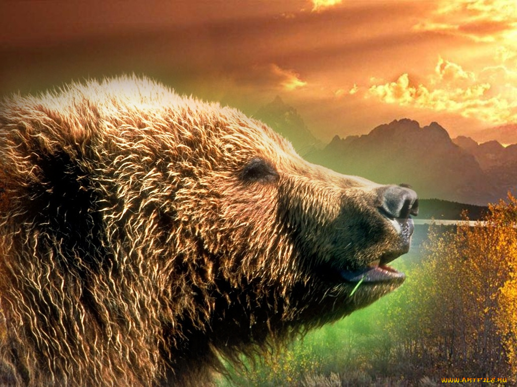 bear, животные, медведи