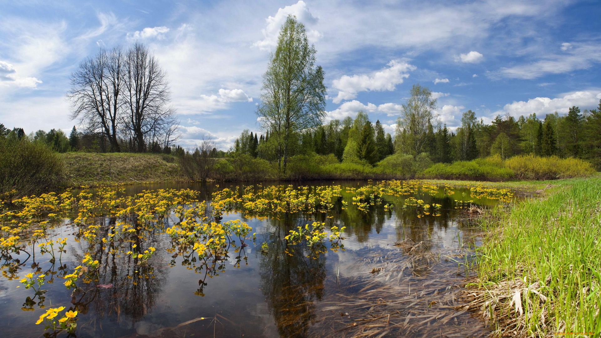 природа, реки, озера, река, небо, лето