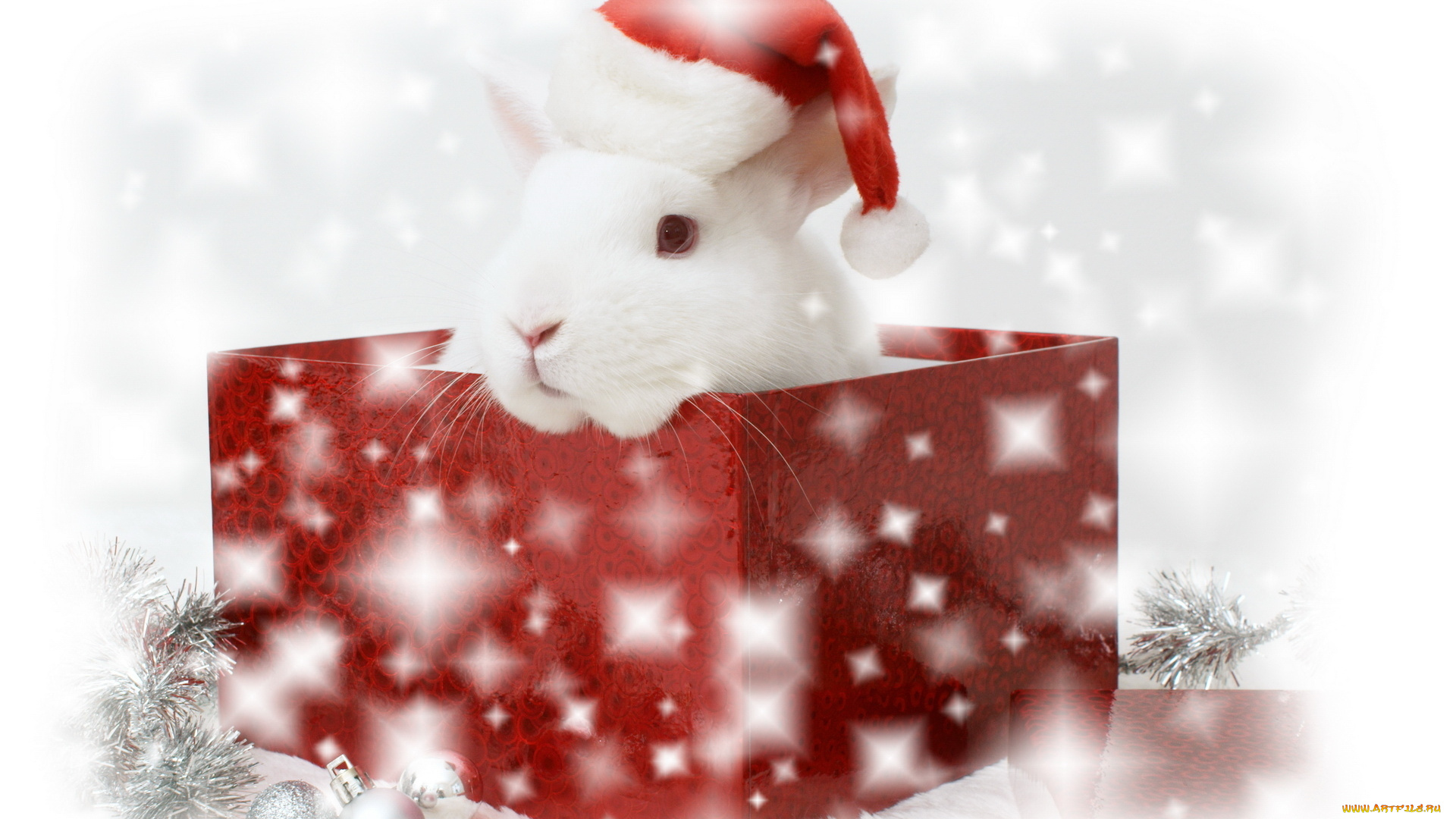 животные, кролики, зайцы, рождество, коробка, рождественский, кролик