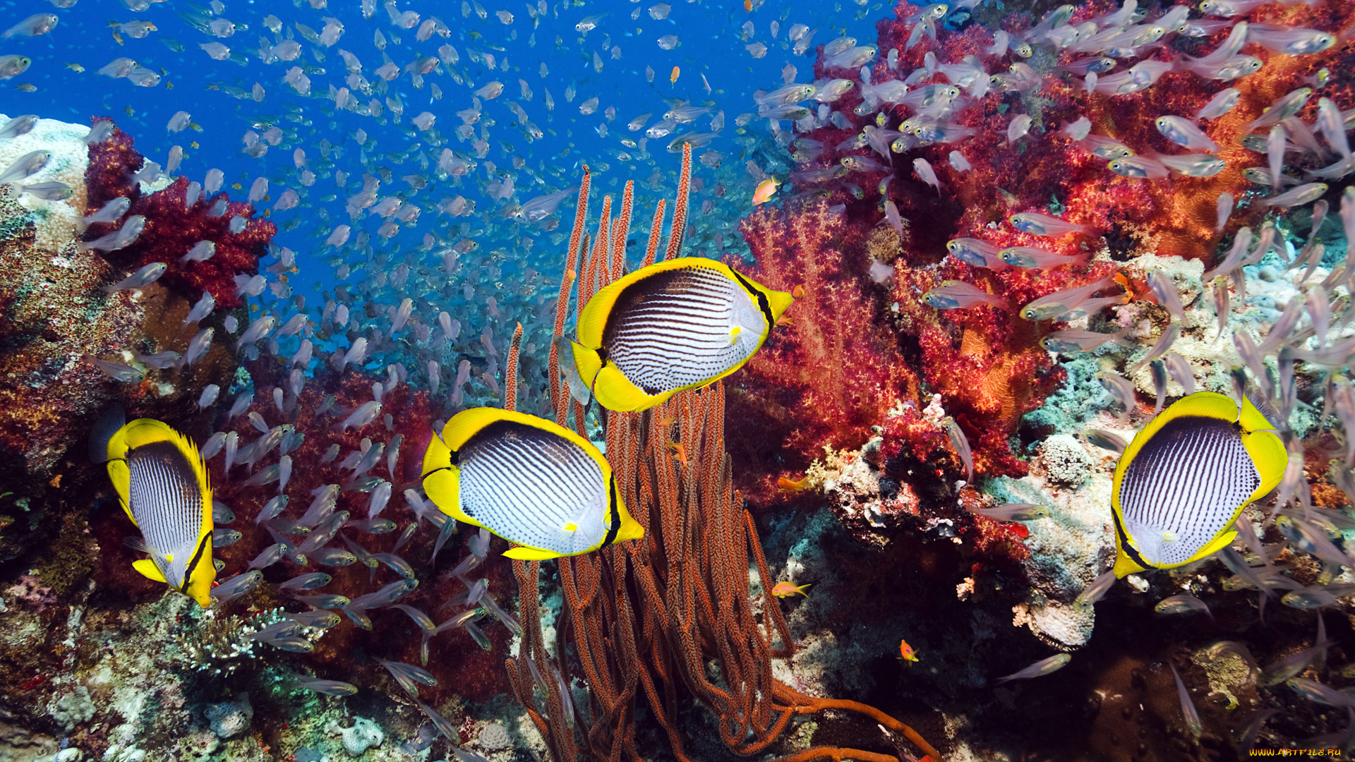 животные, рыбы, butterflyfish, кораллы, морское, дно