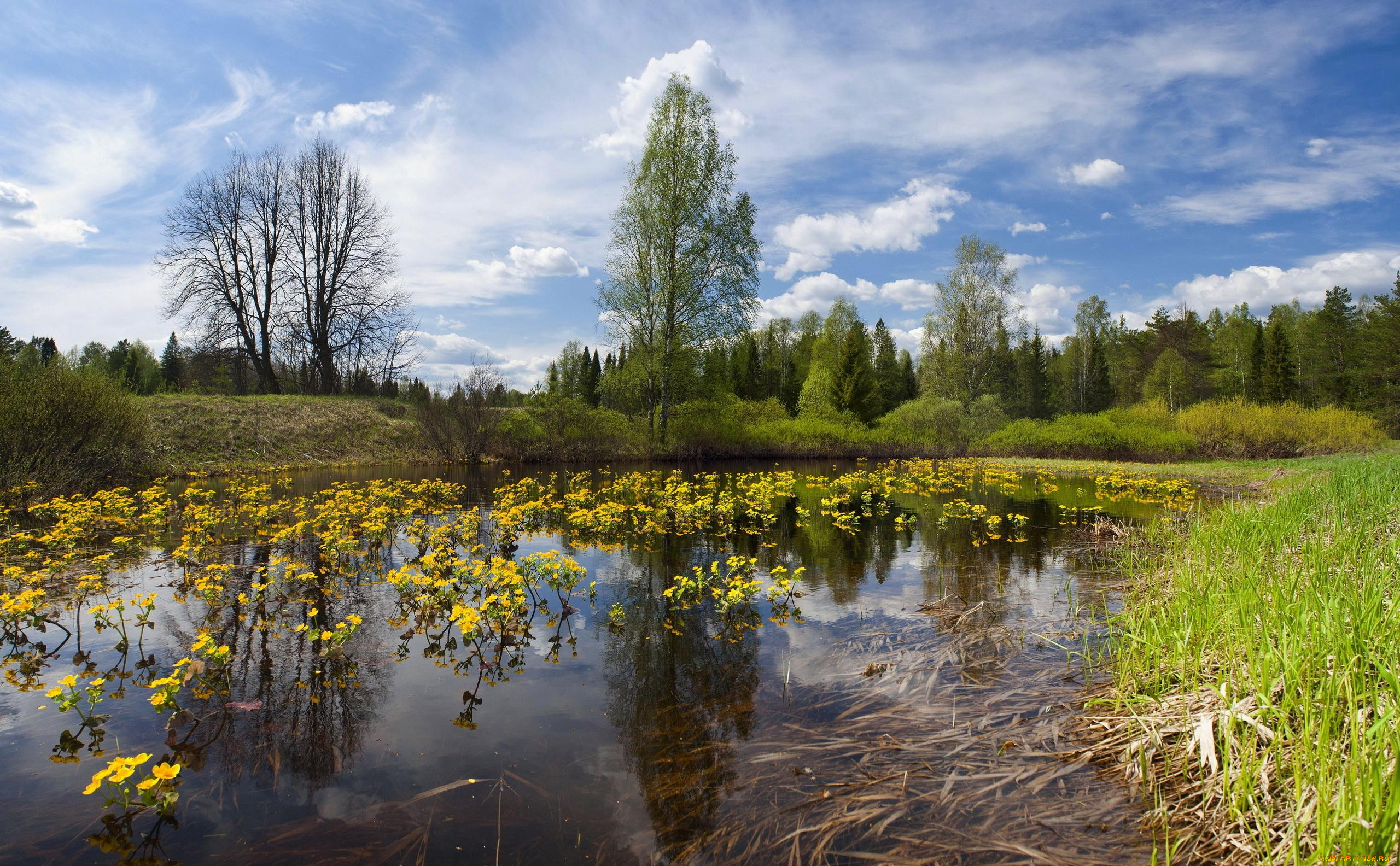 природа, реки, озера, река, небо, лето