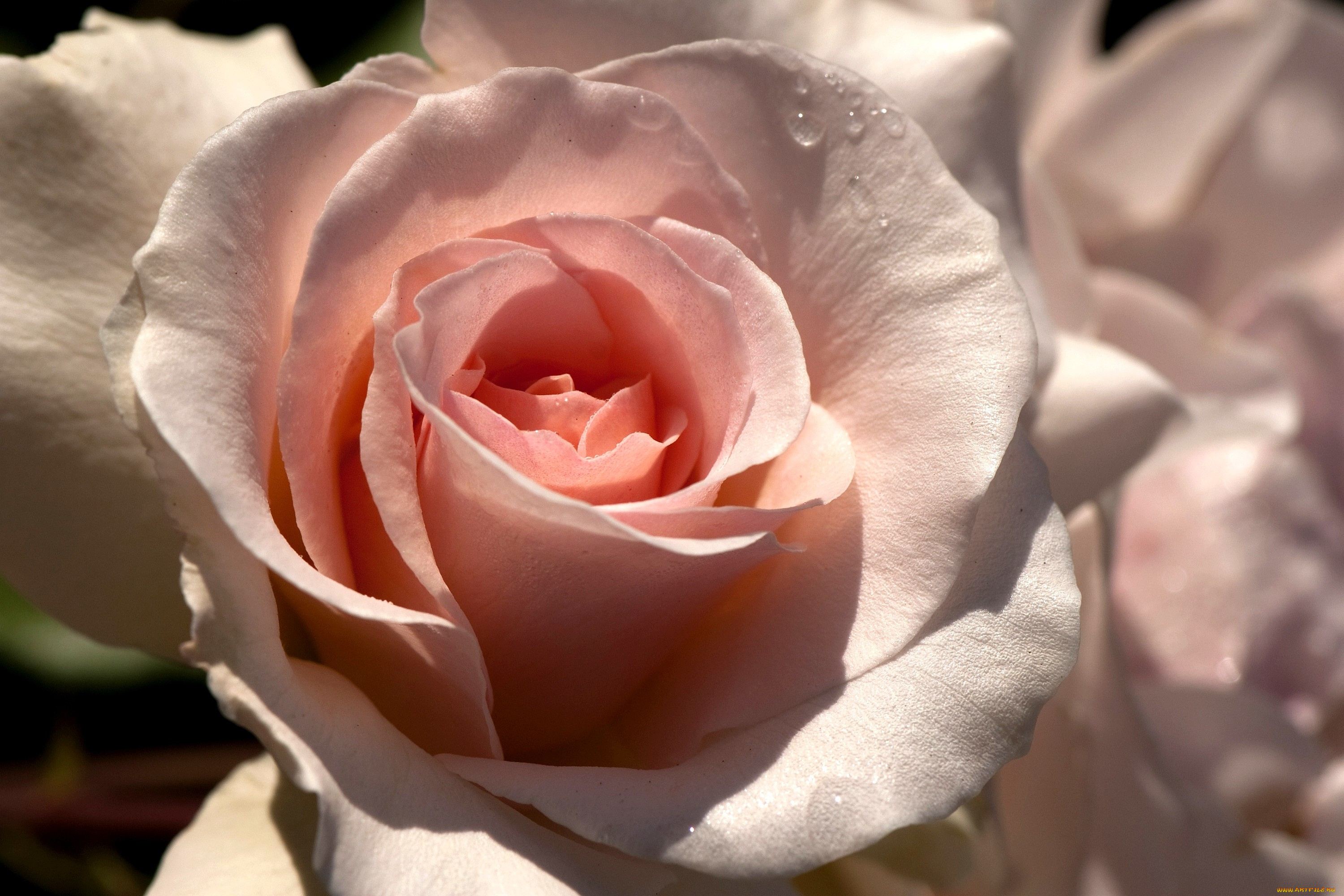 цветы, розы, бледно-розовый, капли
