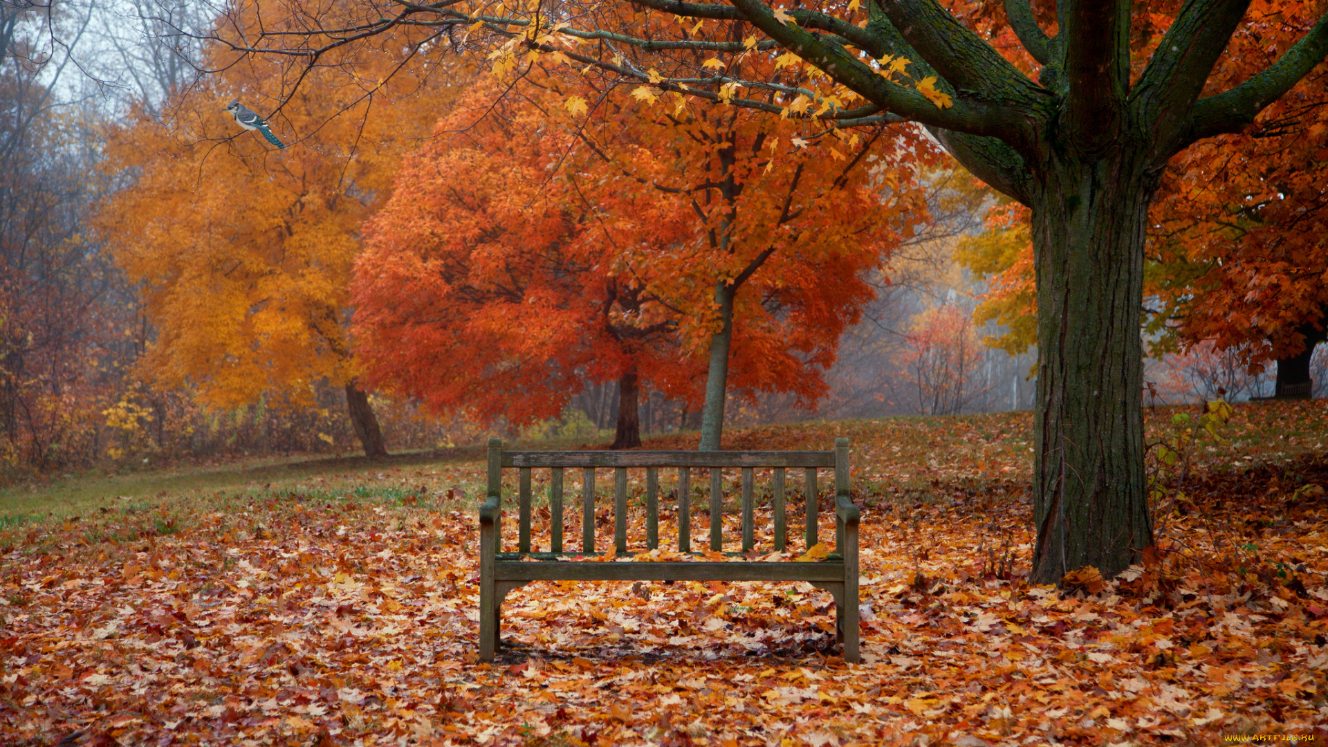природа, деревья, осень, парк, скамейка, листья