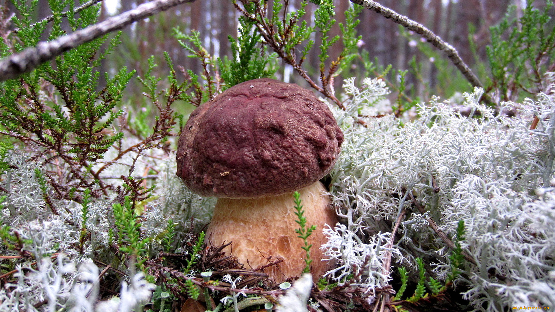 природа, грибы, мох, боровик, гриб