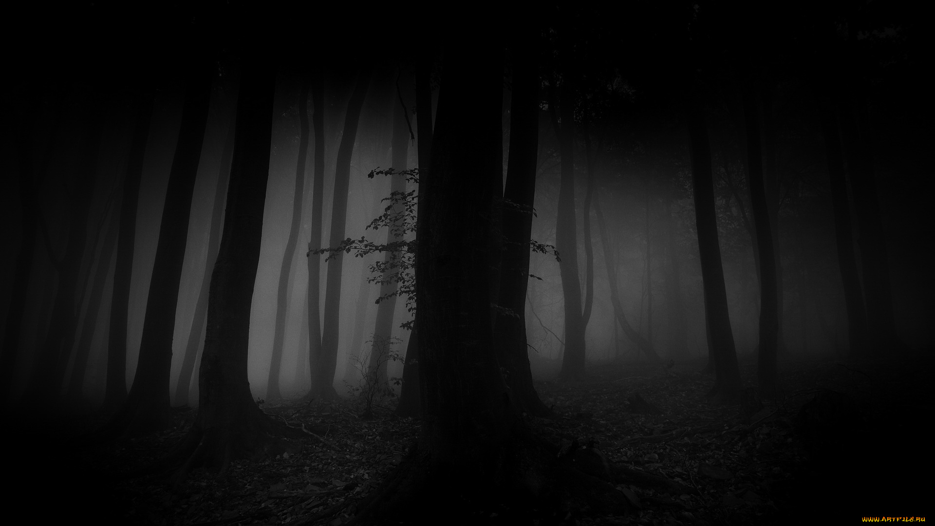 природа, лес, свет, туман