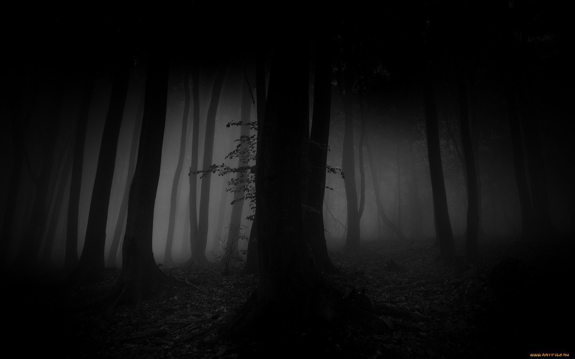 природа, лес, свет, туман
