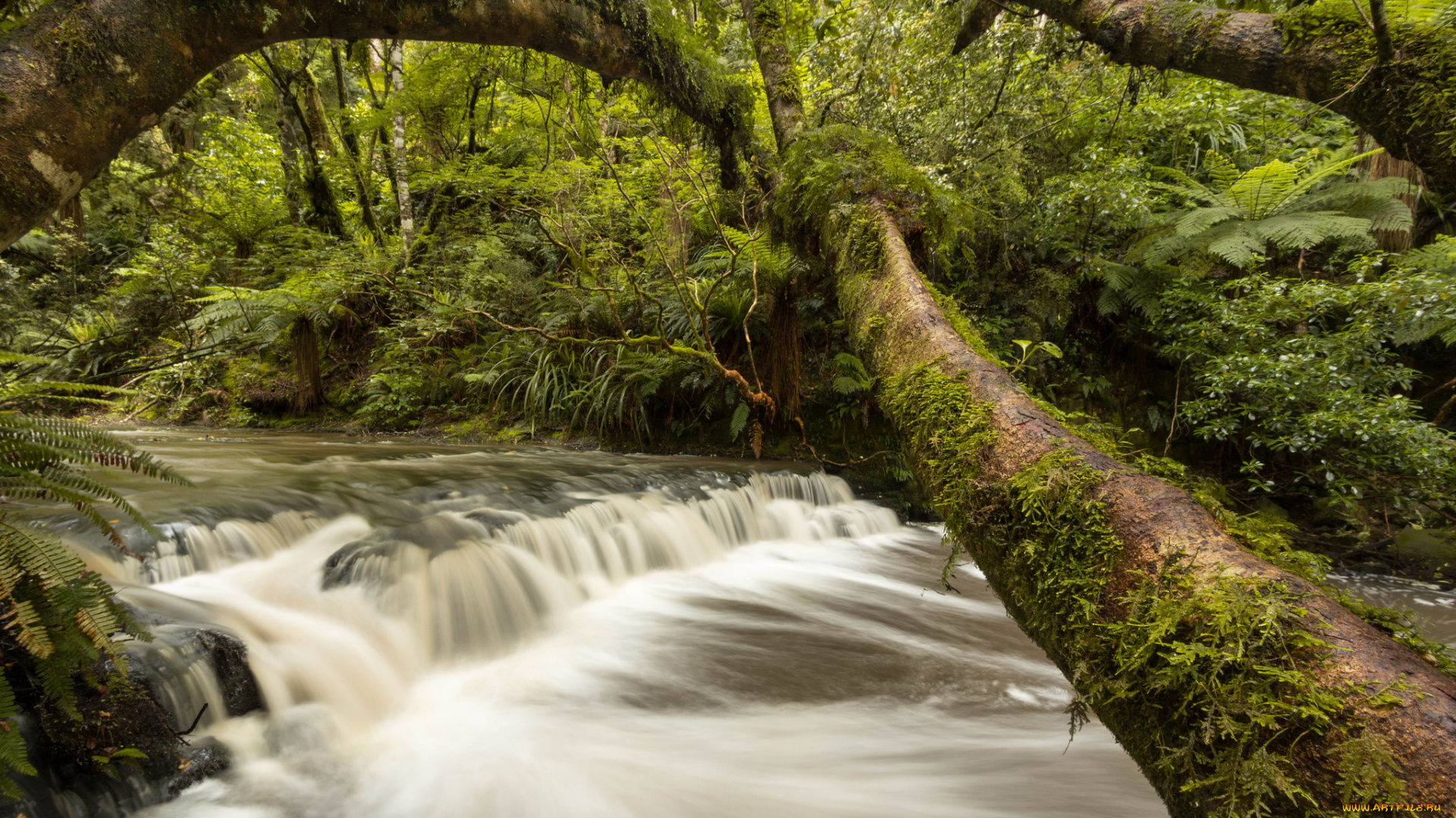 catlins, river, new, zealand, природа, реки, озера, река, лес, деревья, каскад, новая, зеландия