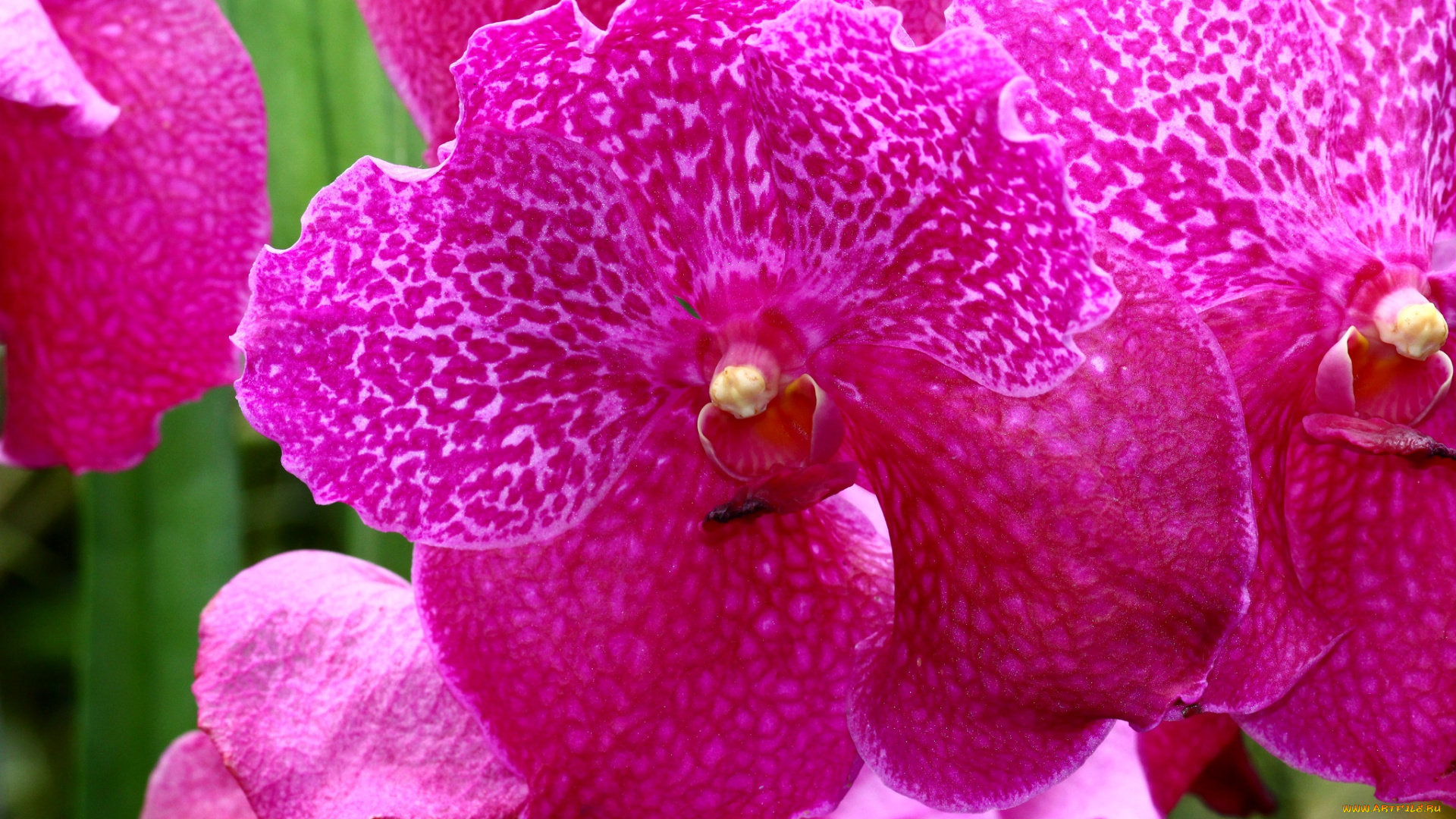 цветы, орхидеи, макро