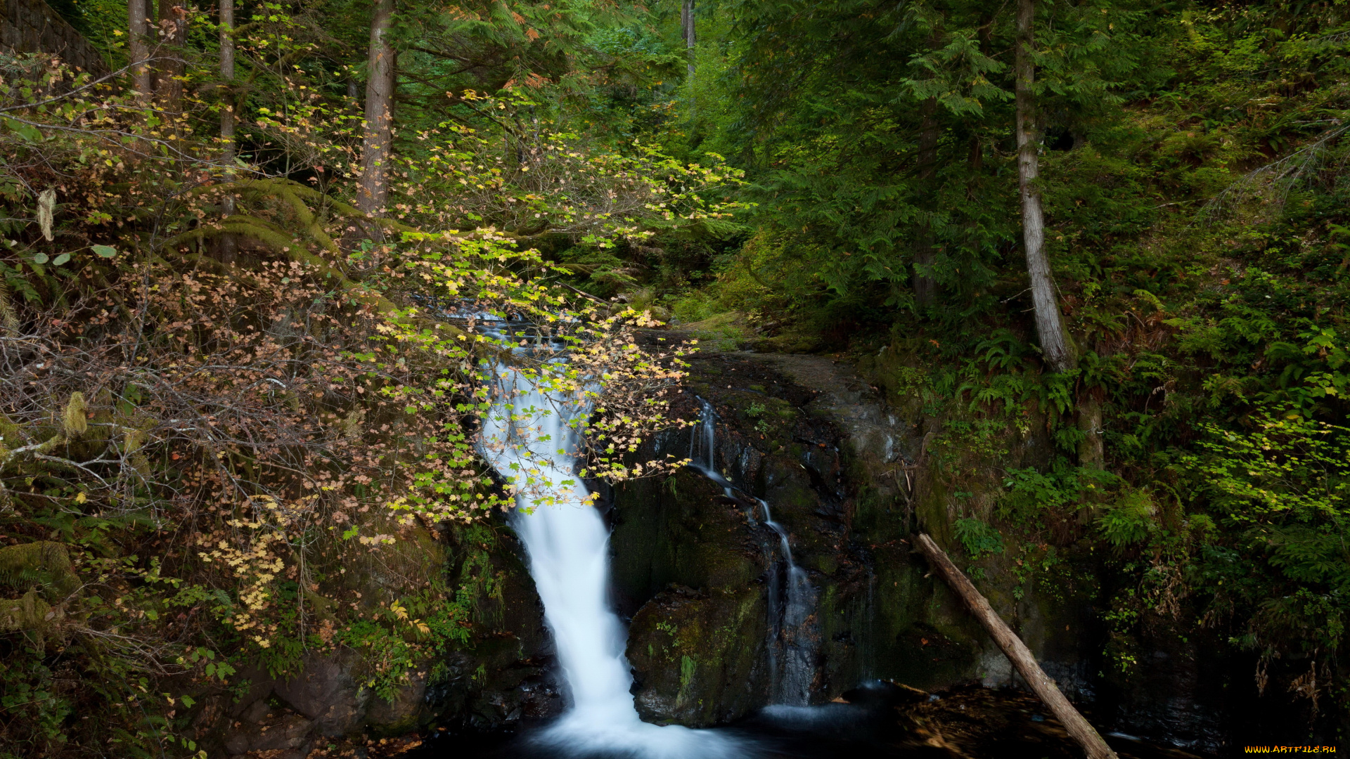 oregon, usа, природа, водопады, лес, водопад, осень