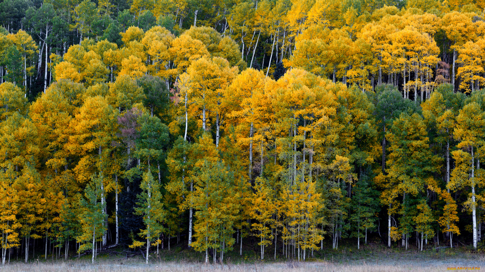 ridgway, colorado, природа, лес, риджуэй, колорадо, осень, деревья