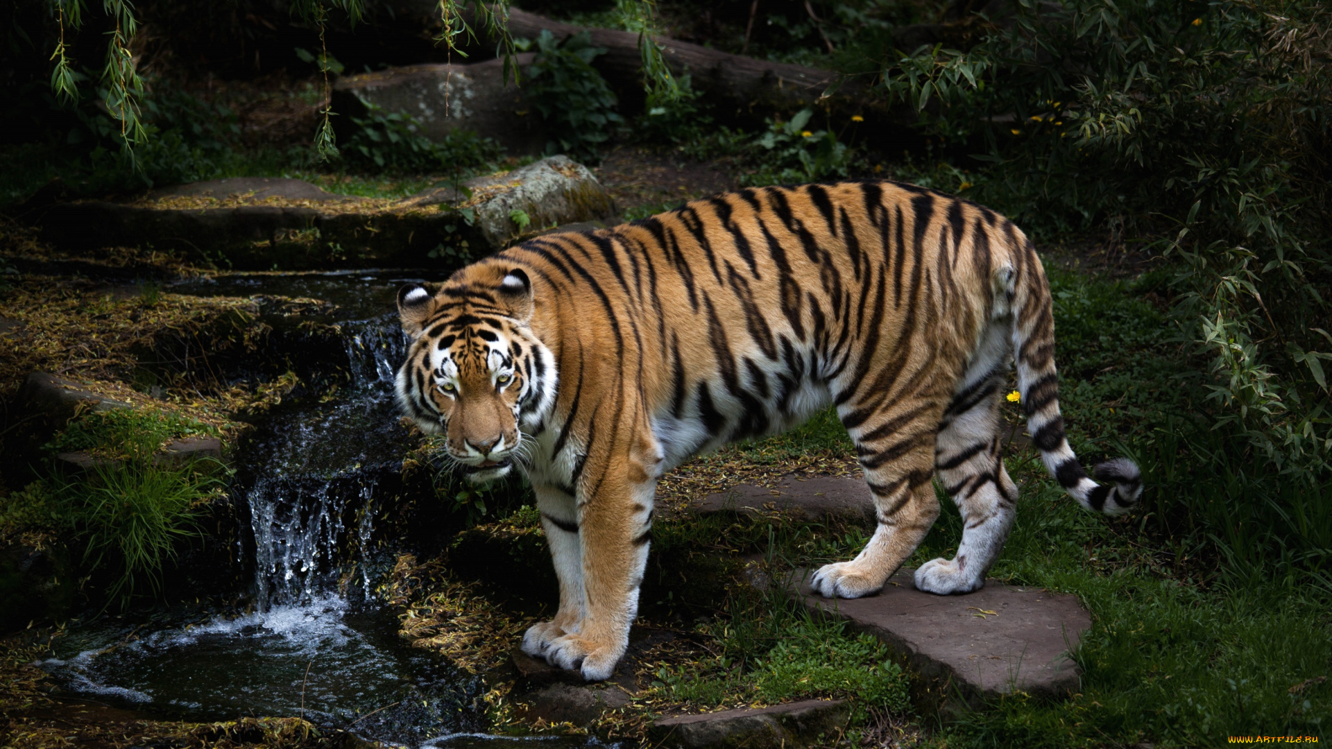 животные, тигры, вода, хищник