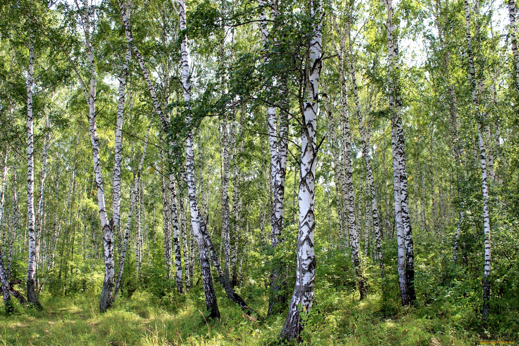 Birch forest. Саракташ Березовая роща. Березовая роща Заболотский. Березовый лес Курск. Березовая роща Навля.