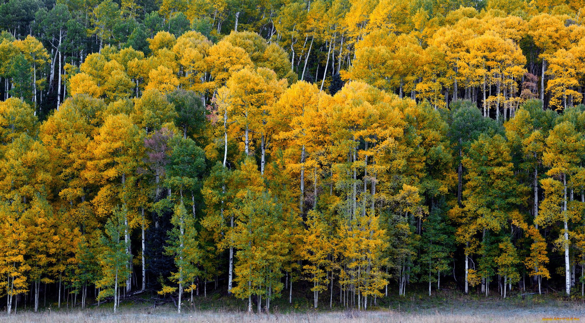 ridgway, colorado, природа, лес, риджуэй, колорадо, осень, деревья