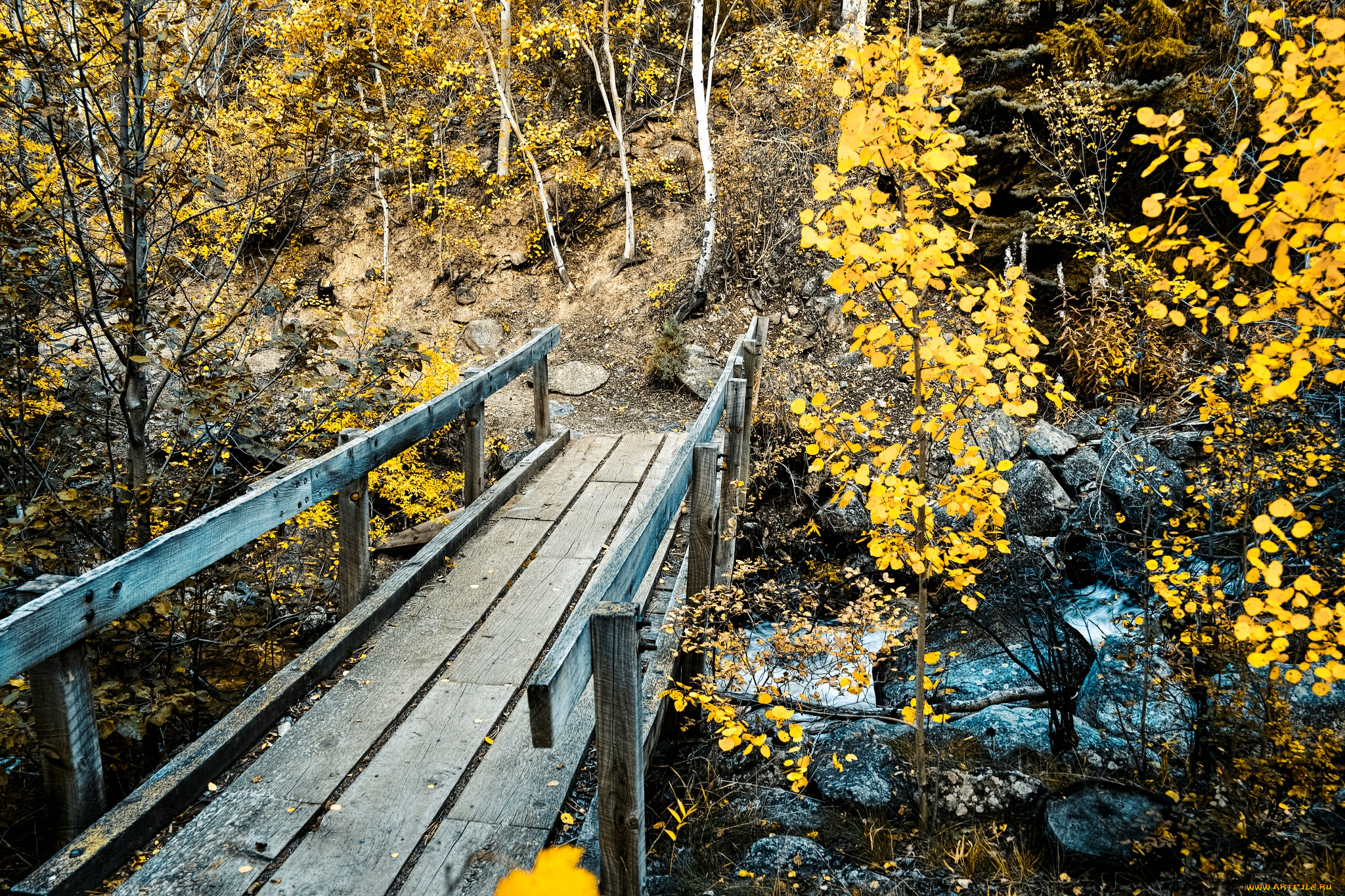 природа, лес, мост, ручей, овраг, камни, осень
