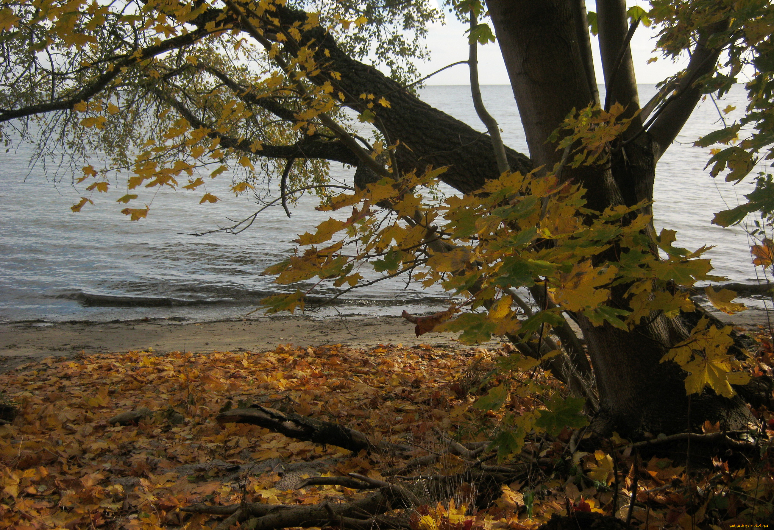польша, пуцк, природа, деревья, река, побережье, осень