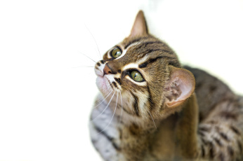 Картинка животные дикие кошки бенгальская кошка