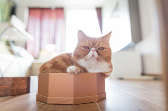 Картинка животные коты экзот коробка