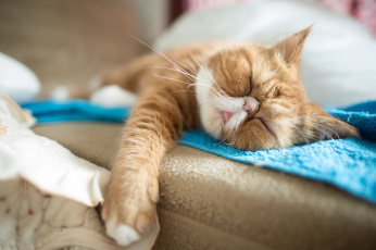 Картинка животные коты экзот спящий сон отдых экзотическая+короткошерстная+кошка